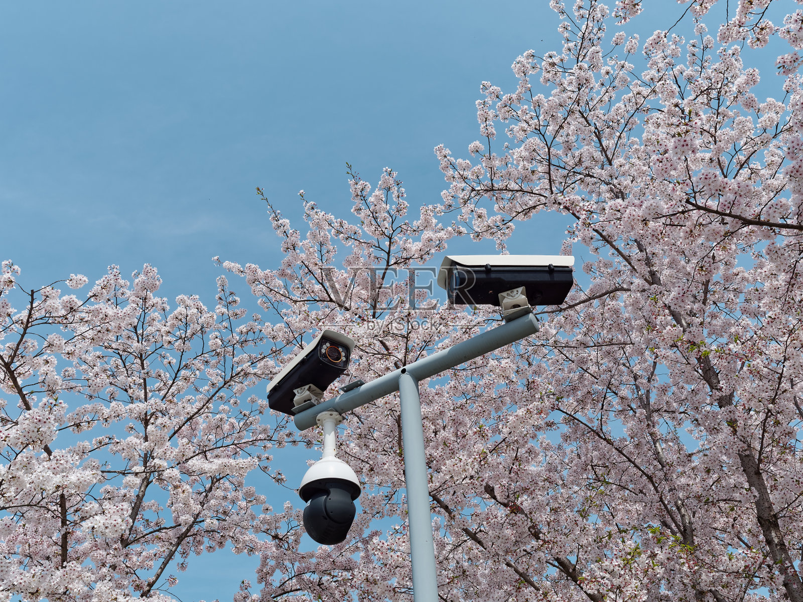 智慧城市技术概念。在上海,以美丽的樱花和蓝天为背景的安全摄像头可以监控城市的一切。照片摄影图片