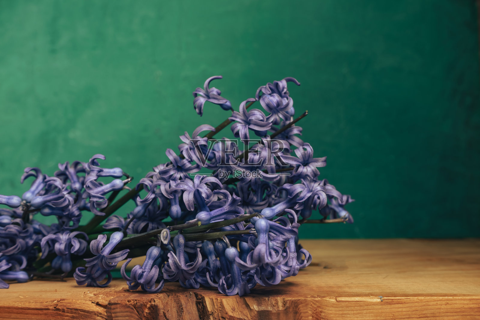 美丽的紫色风信子花放在红色的木桌和绿色的墙背景上。照片摄影图片