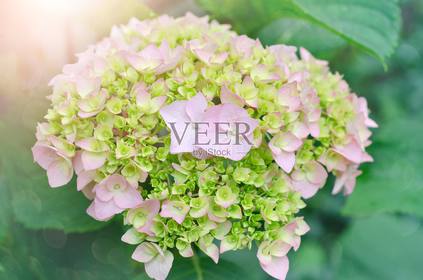 在开花开始时的大花粉红色绣球花的茂盛的花序照片摄影图片