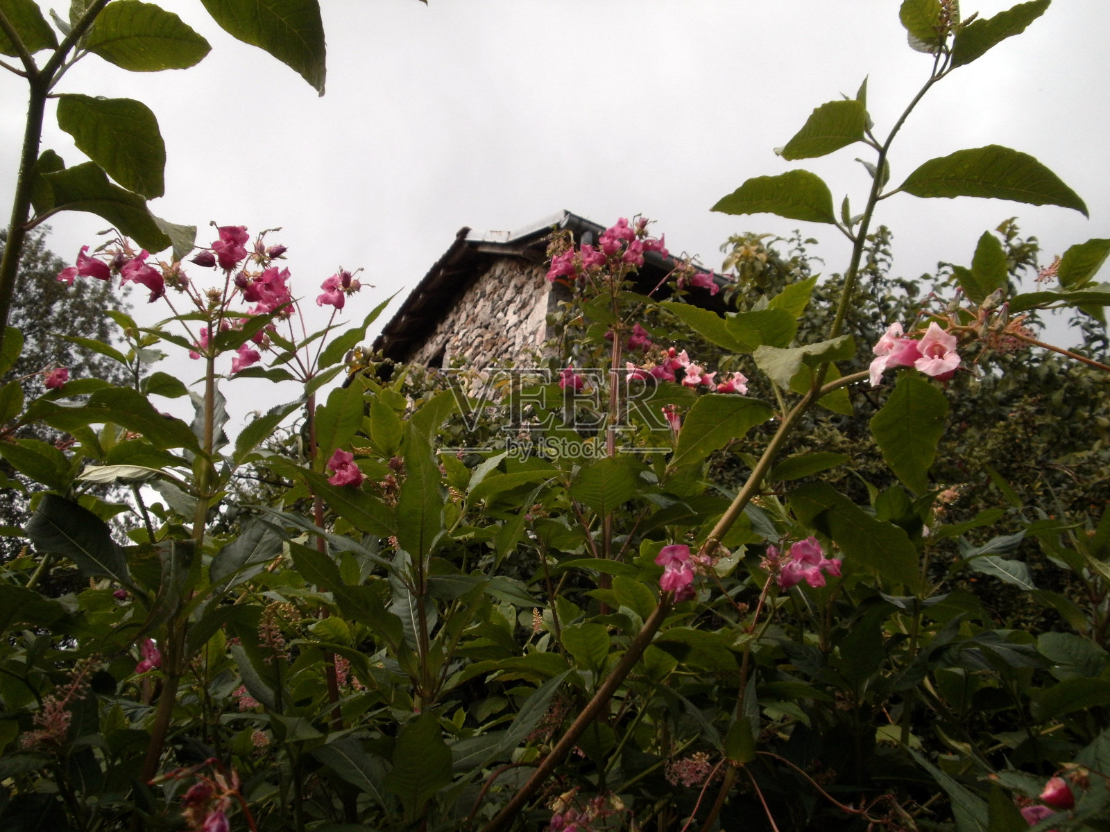 花和房子照片摄影图片