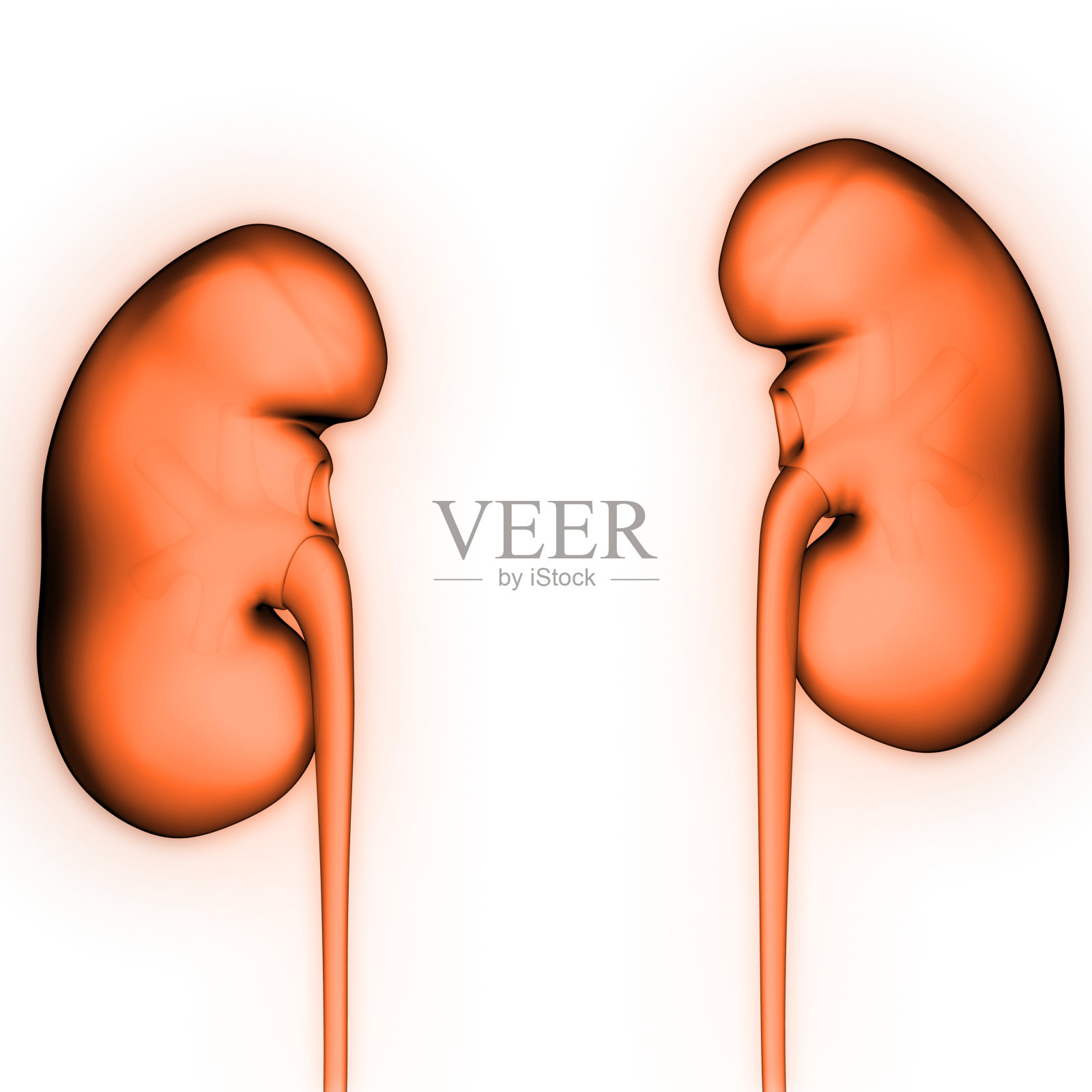 肾脏是人体泌尿系统解剖学的一部分3d渲染照片摄影图片