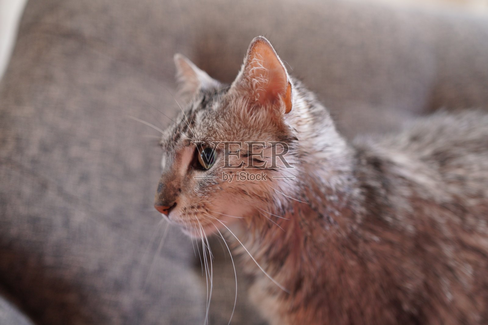 住在房子里的埃及茅鼠照片摄影图片