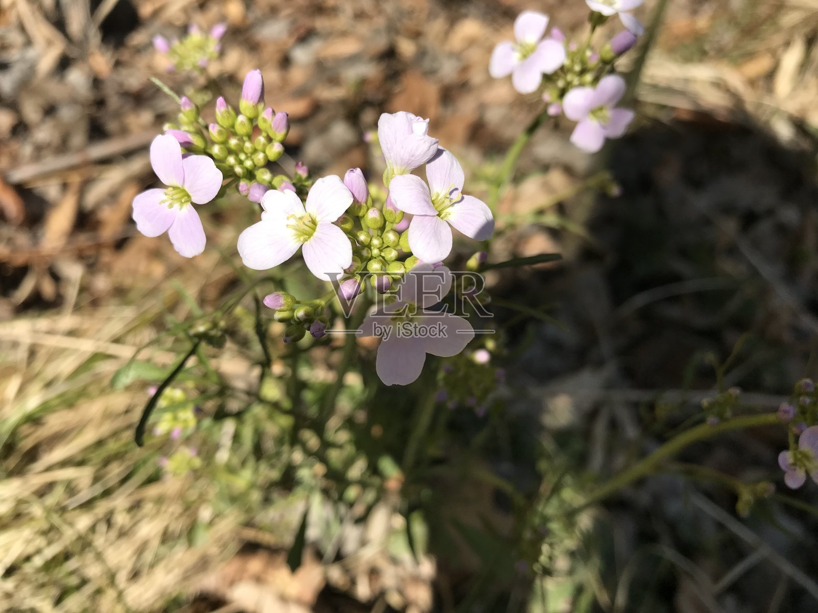 自然美照片摄影图片