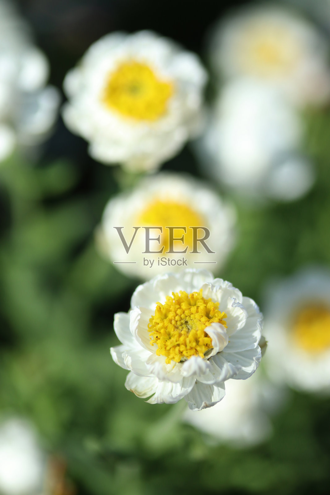 白色开花植物特写照片摄影图片