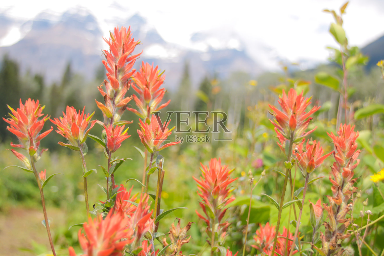 草地上的野草野花照片摄影图片
