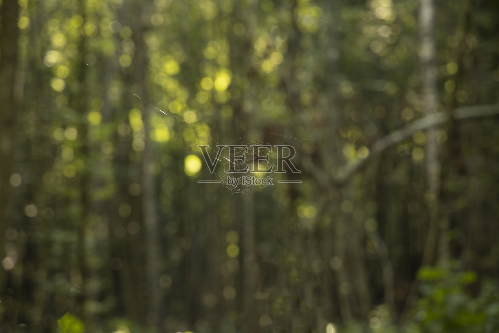 蜘蛛网的丝线悬挂在森林自然环境的室外,黄色和绿色的散景模糊不聚焦的背景照片摄影图片