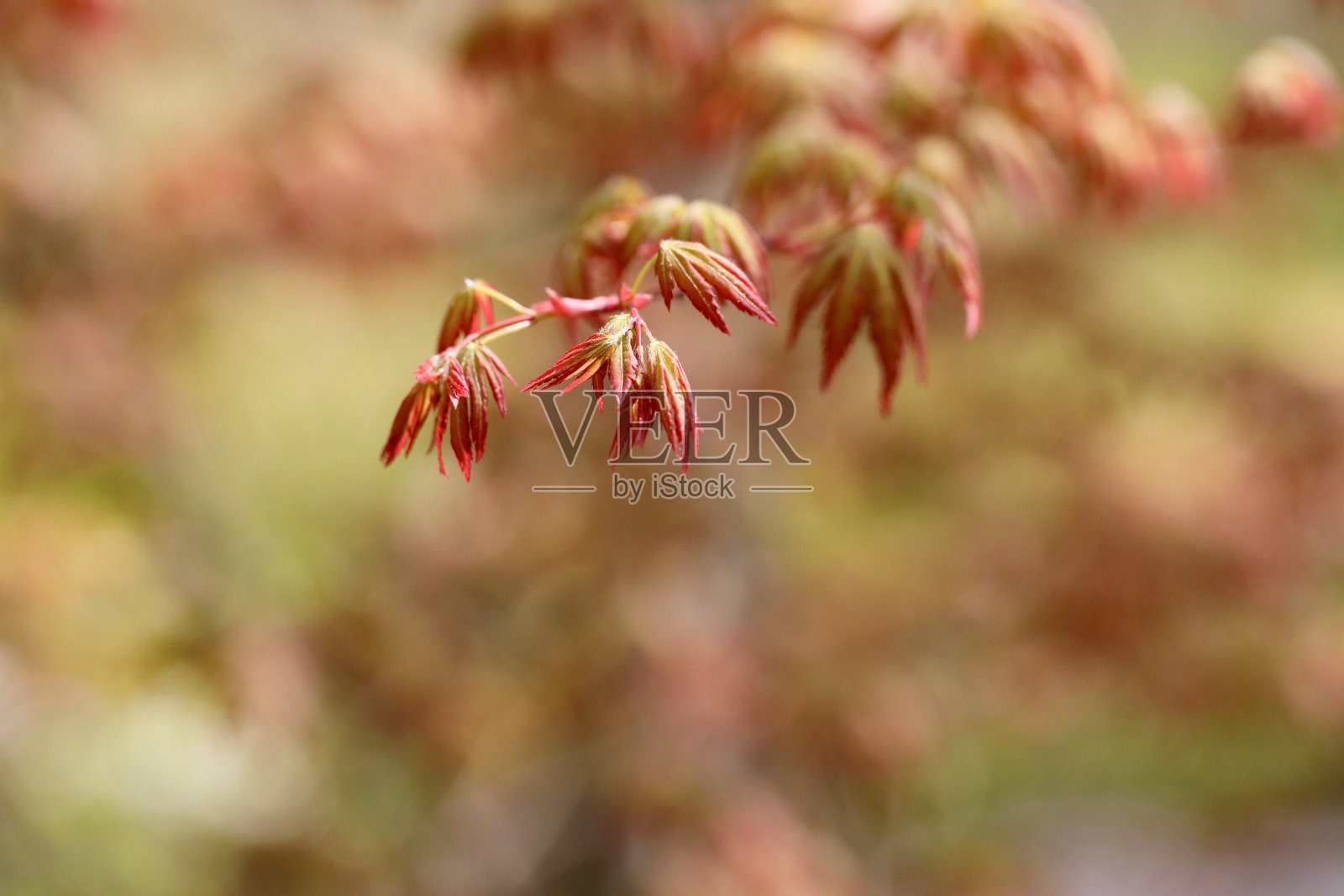 在日本,秋天在春天落叶照片摄影图片