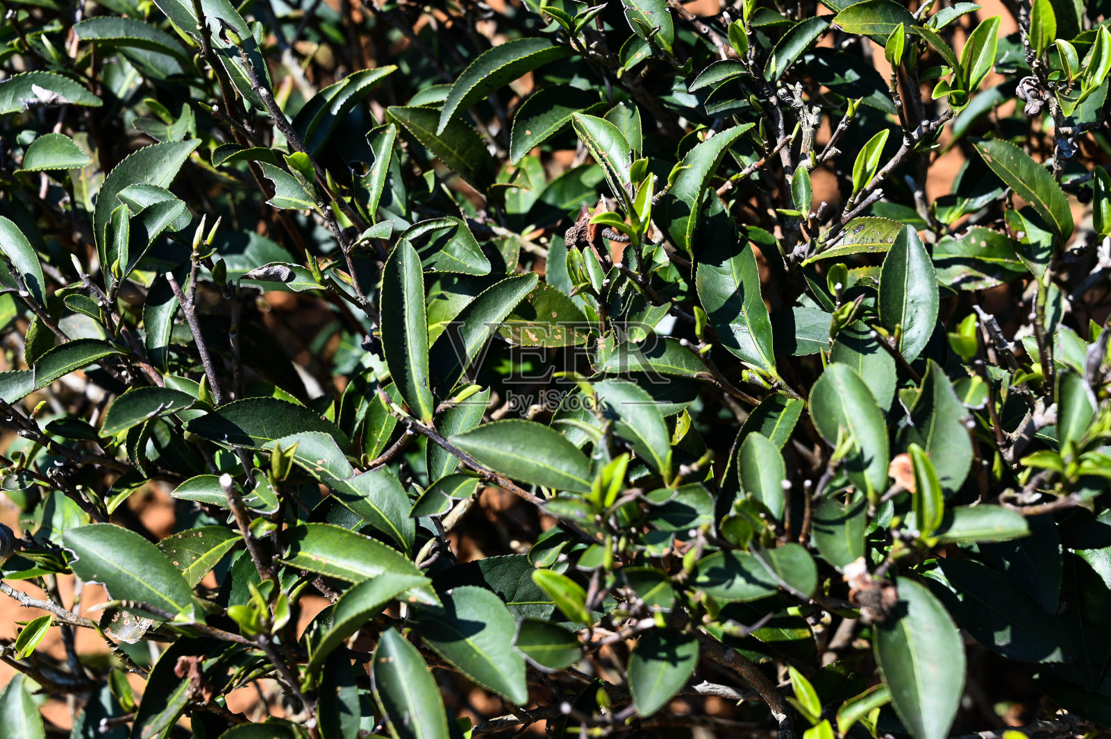 在茶园里仔细观察茶叶。照片摄影图片