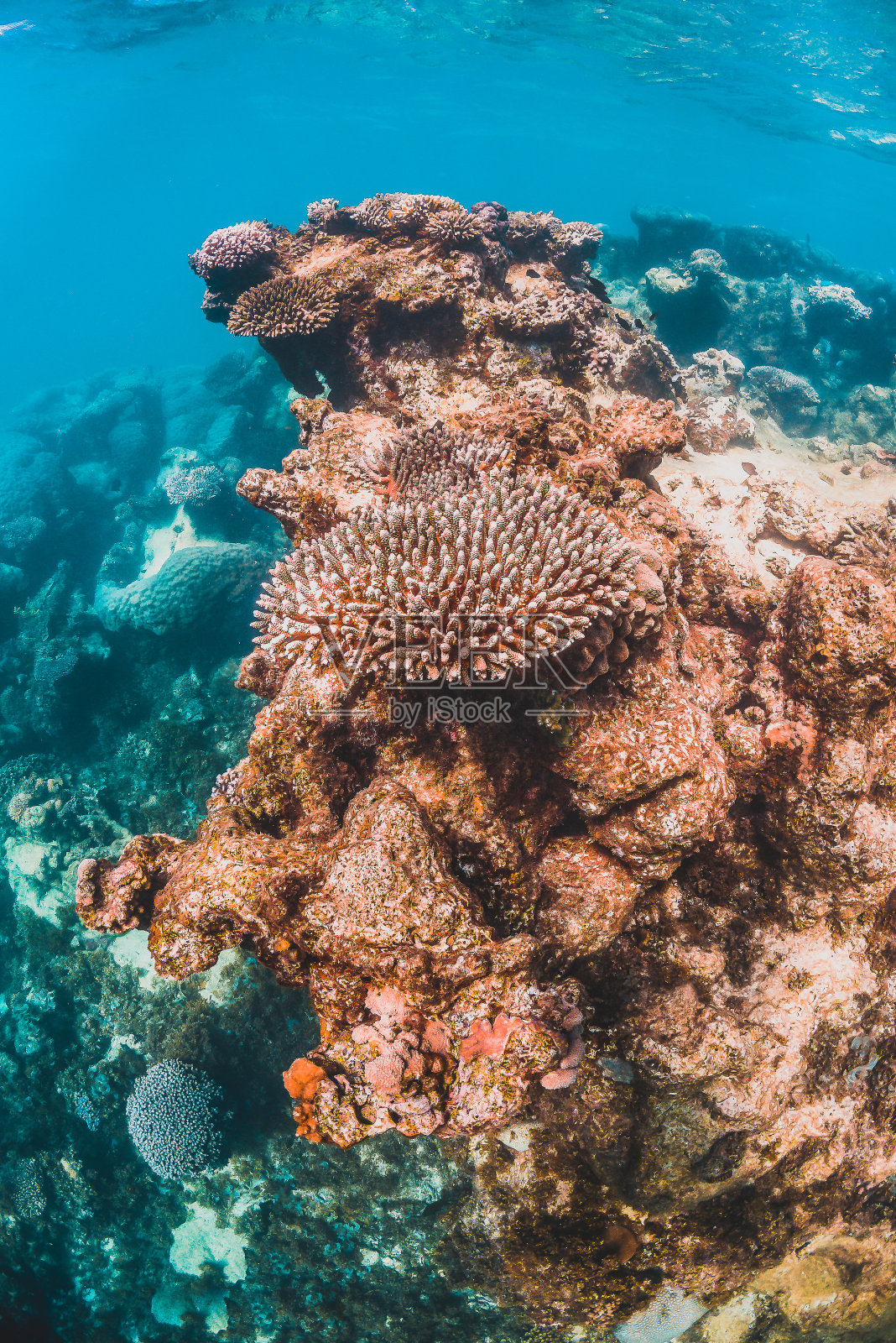 碧蓝海水中的彩色硬珊瑚照片摄影图片