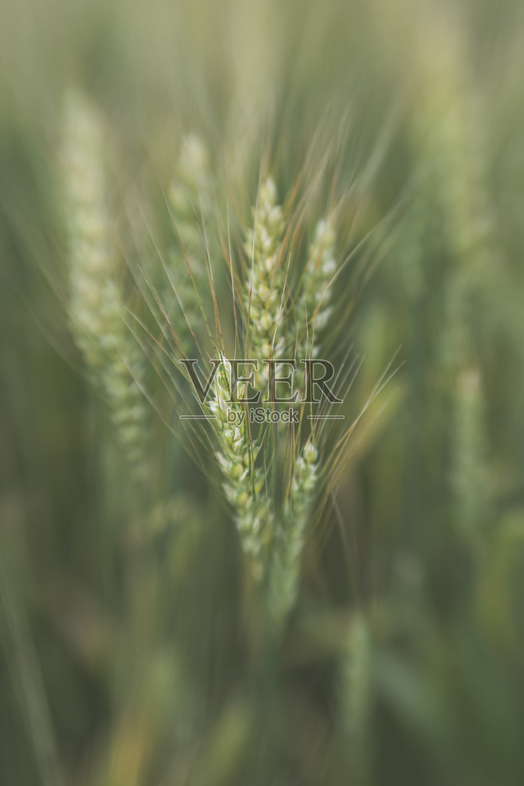 小麦小穗,在田野模糊的背景中。软的焦点。过滤后的照片。照片摄影图片