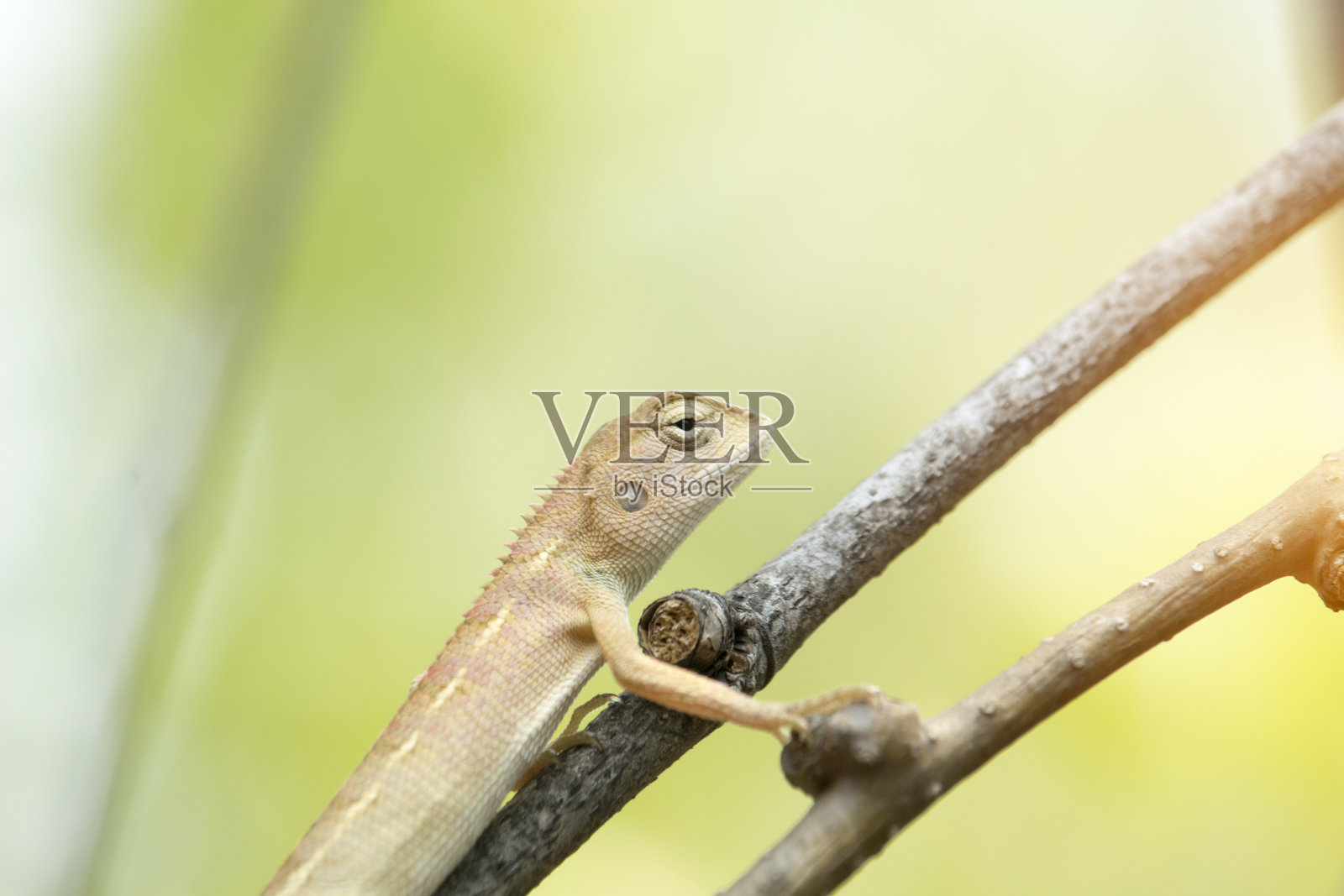 东方花园蜥蜴,东方花园蜥蜴或枝条上的变色蜥蜴照片摄影图片