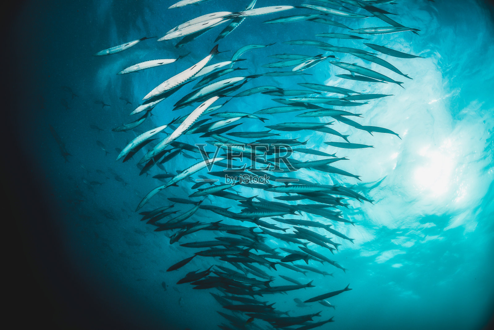 在清澈湛蓝的海洋中成群结队的银鱼照片摄影图片