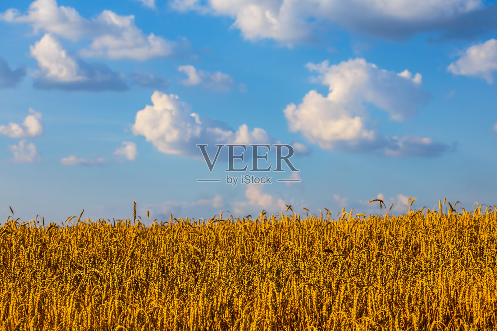 美丽的夏日麦田景色照片摄影图片