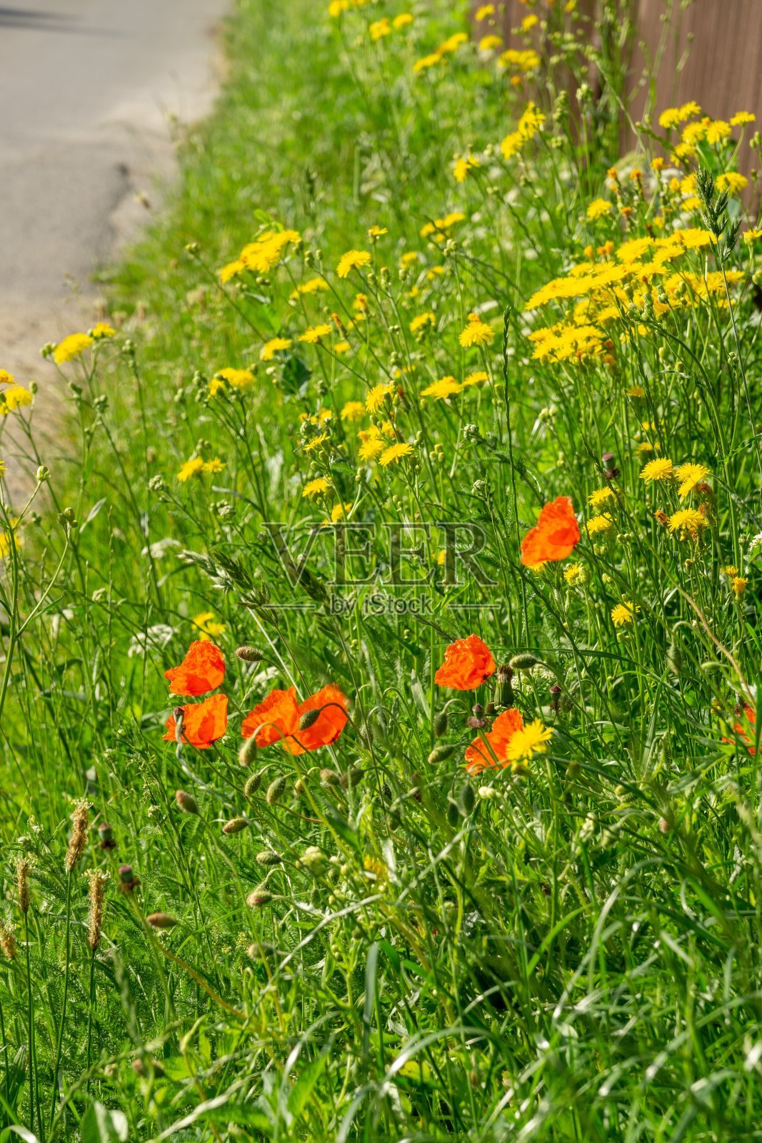 美丽的红色罂粟植物在森林或花园在自然界。照片摄影图片