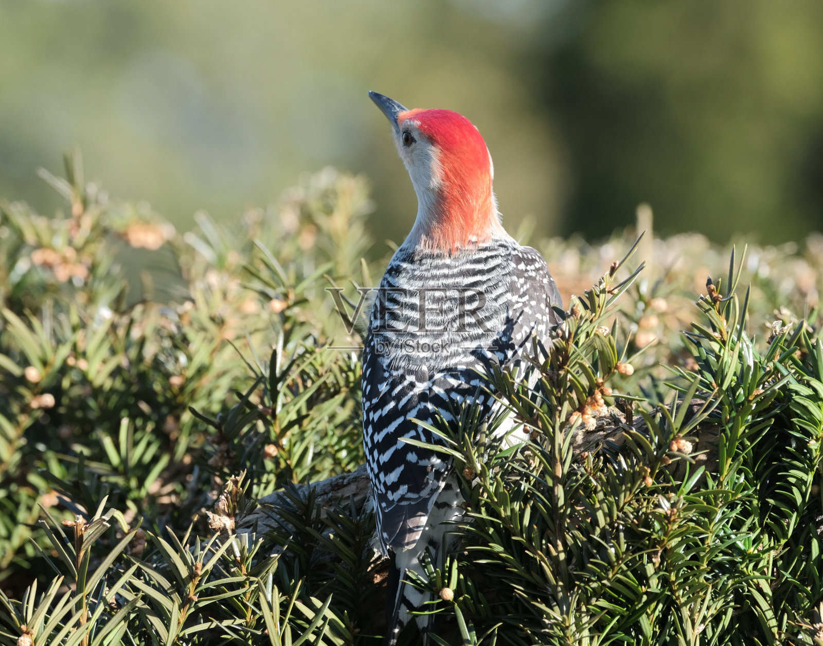 红腹啄木鸟照片摄影图片