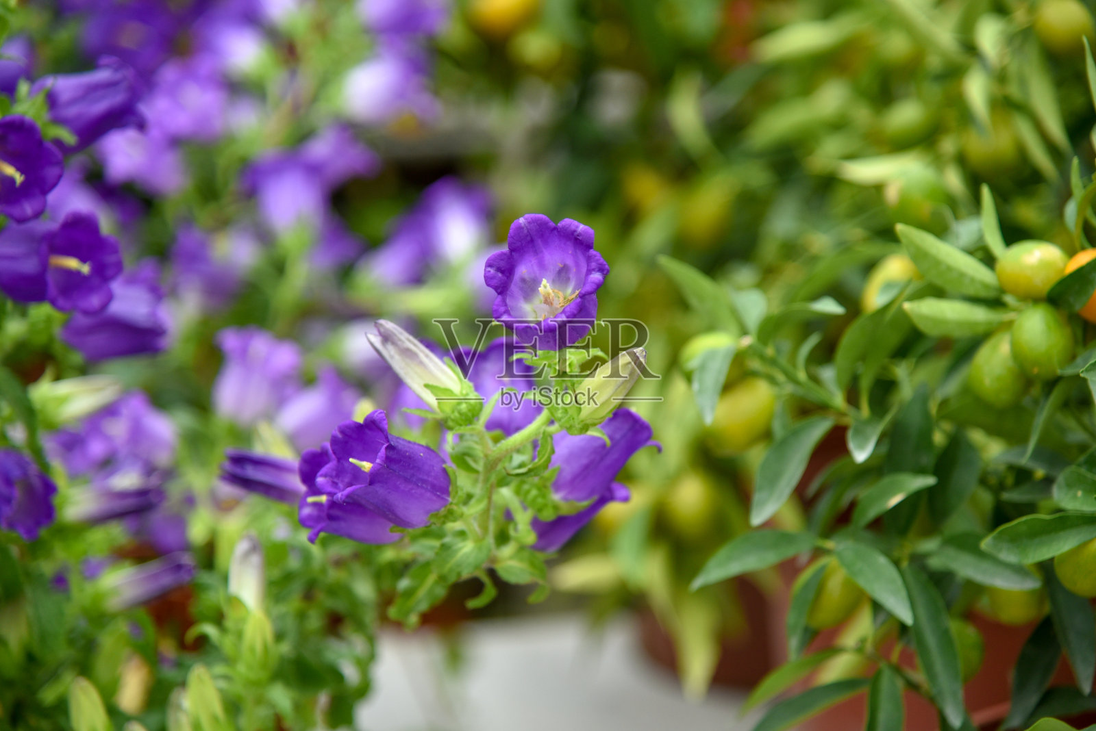 花园里盛开的紫色坎特伯雷钟照片摄影图片