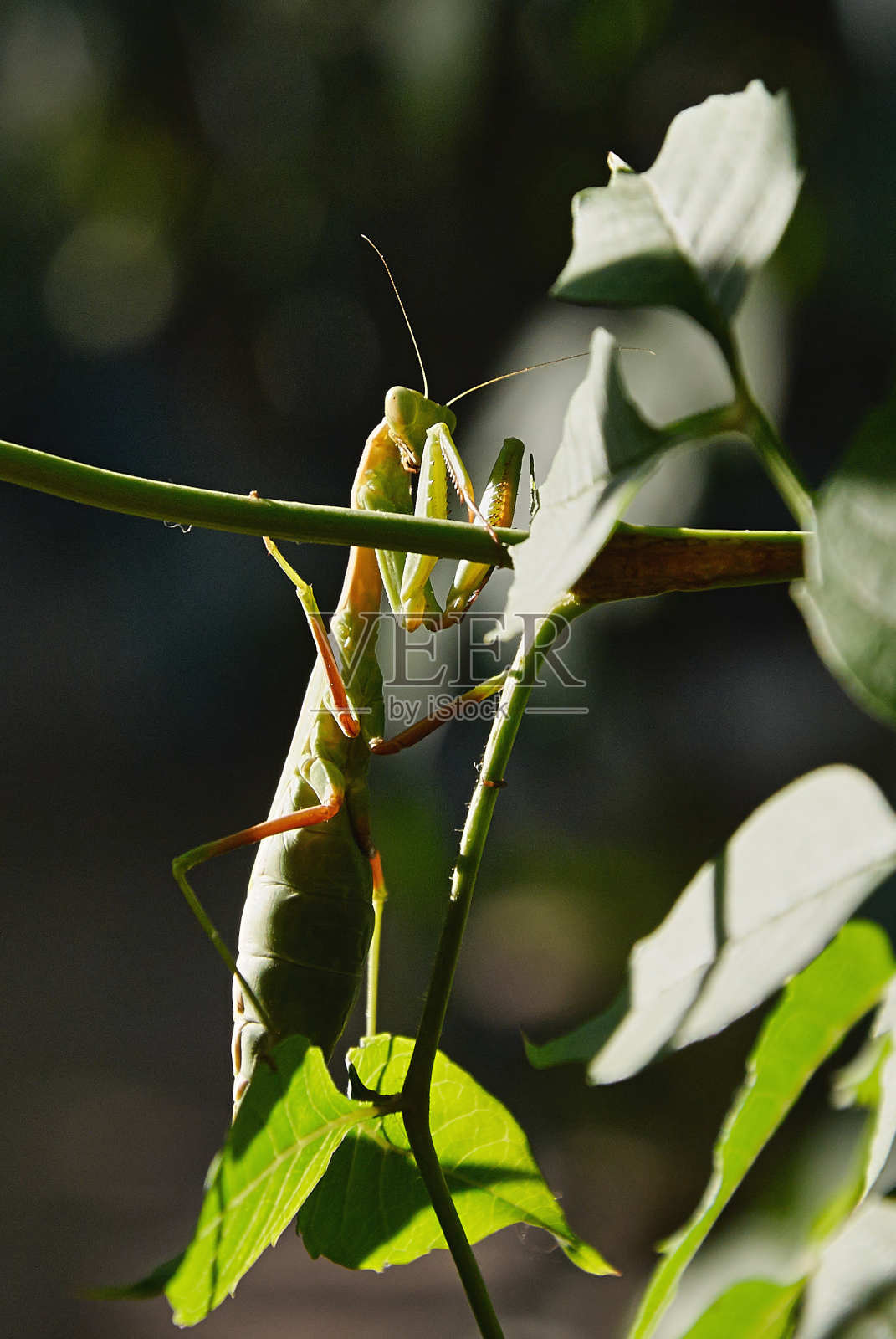 螳螂照片摄影图片