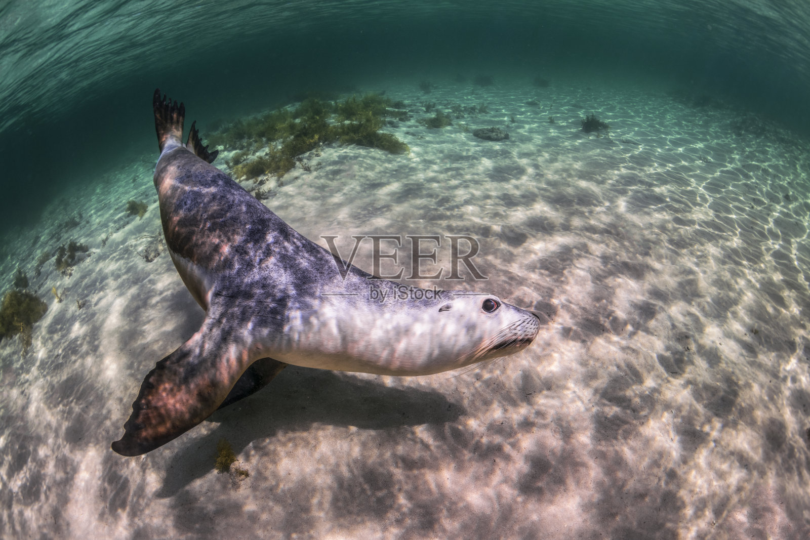 澳大利亚海狮照片摄影图片