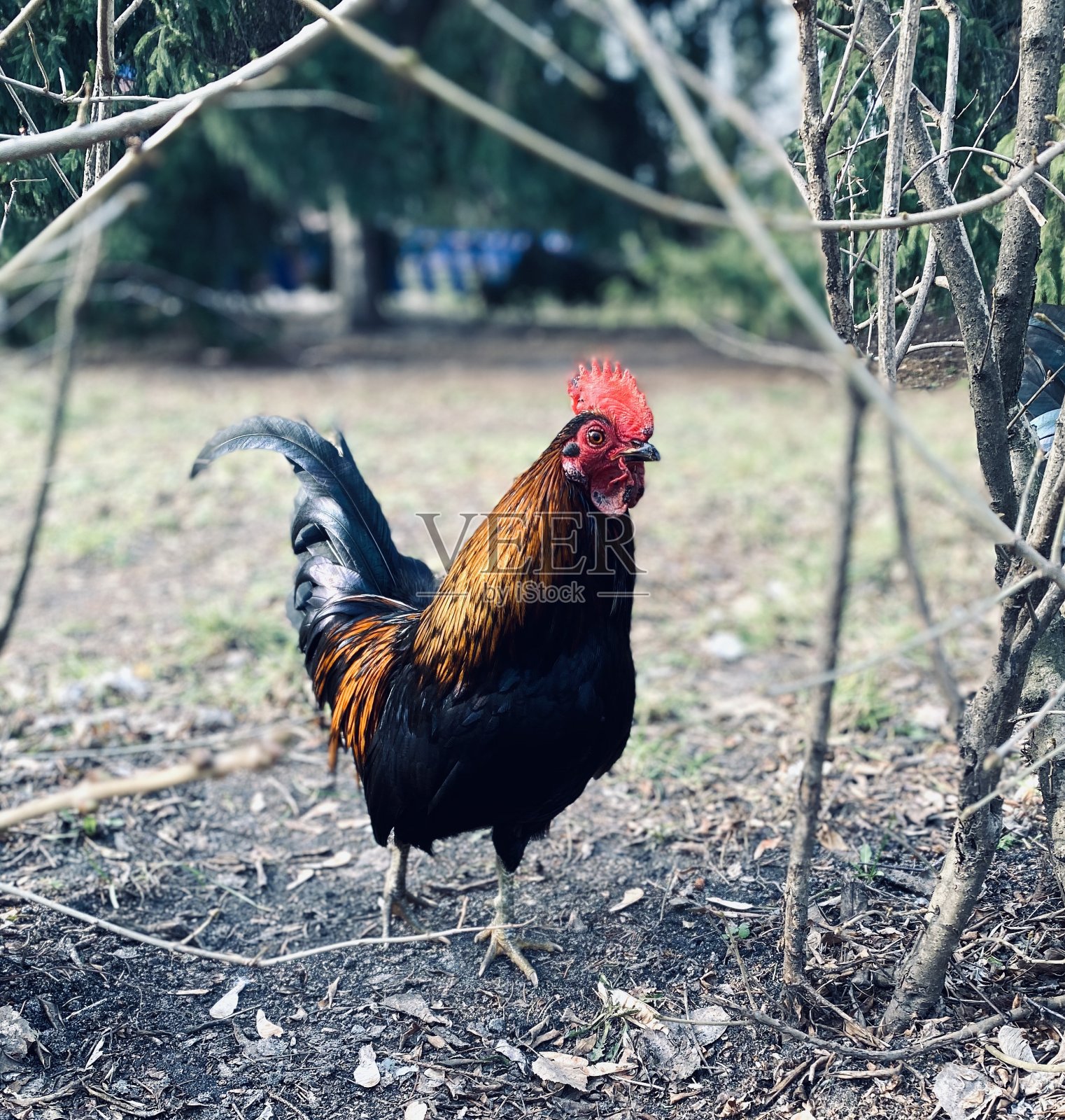 公鸡在院子里。照片摄影图片