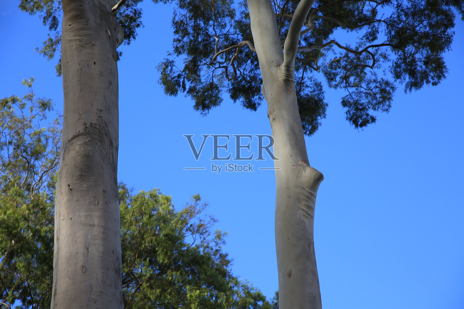 蓝色的天空,绿色的树叶,夏威夷瓦胡岛照片摄影图片