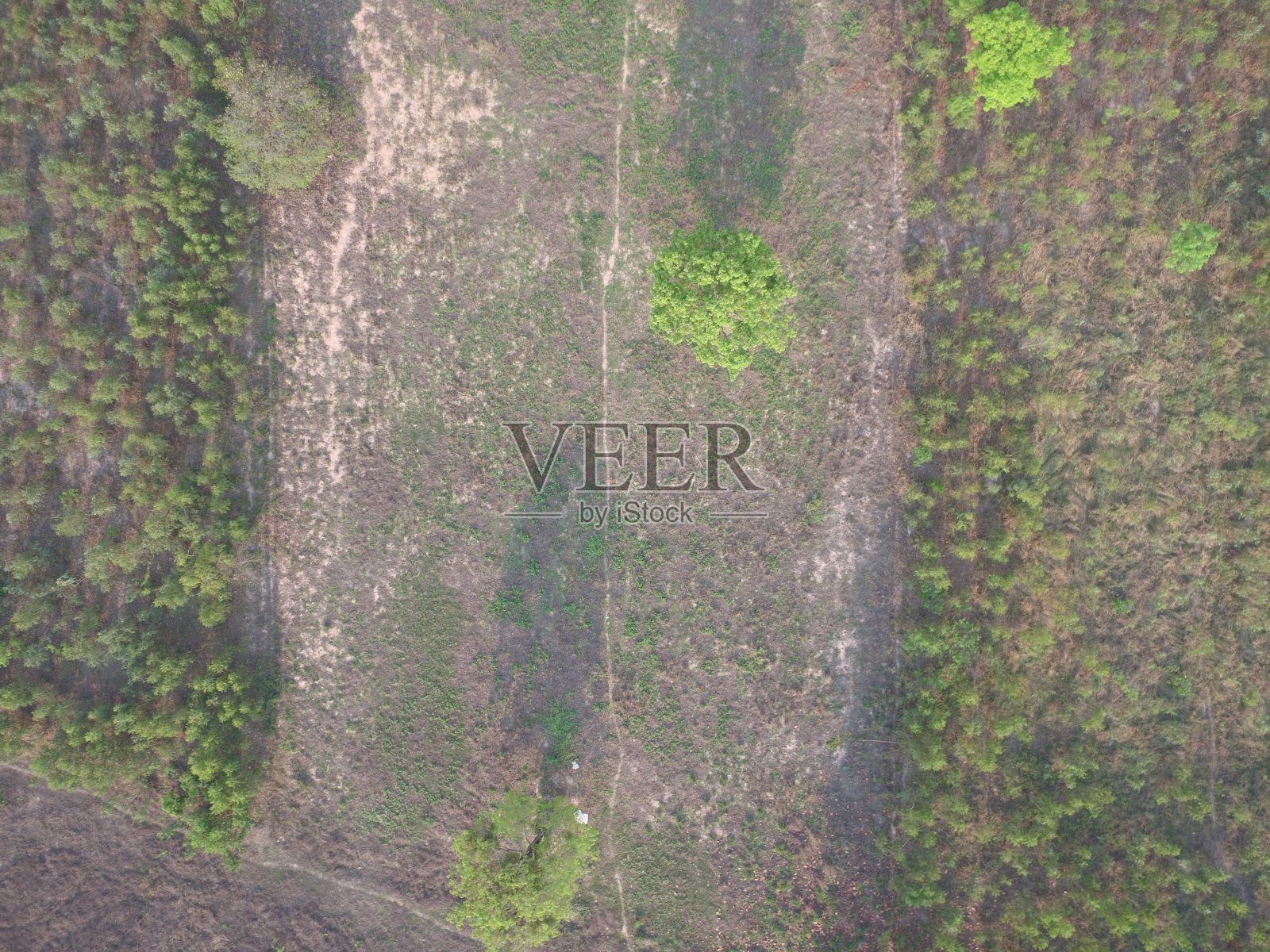 无人机空中俯视图森林树木干旱干燥的雨照片摄影图片