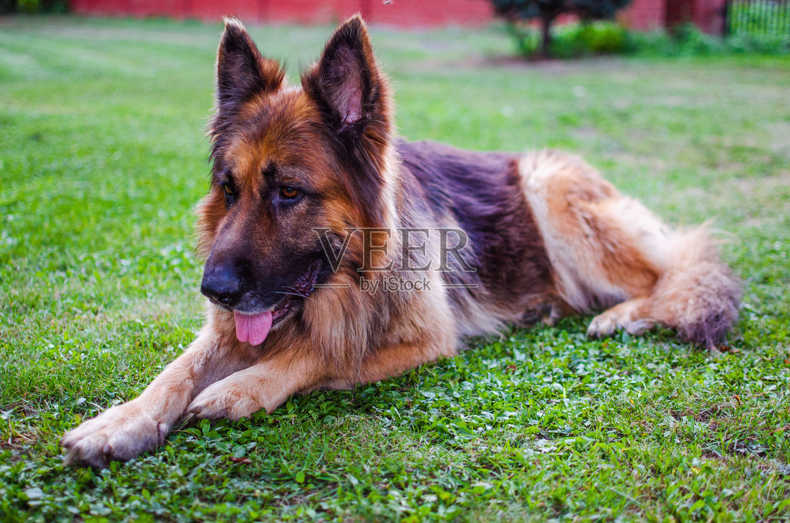 夏天,欢快的狗在户外的绿草地上玩耍照片摄影图片