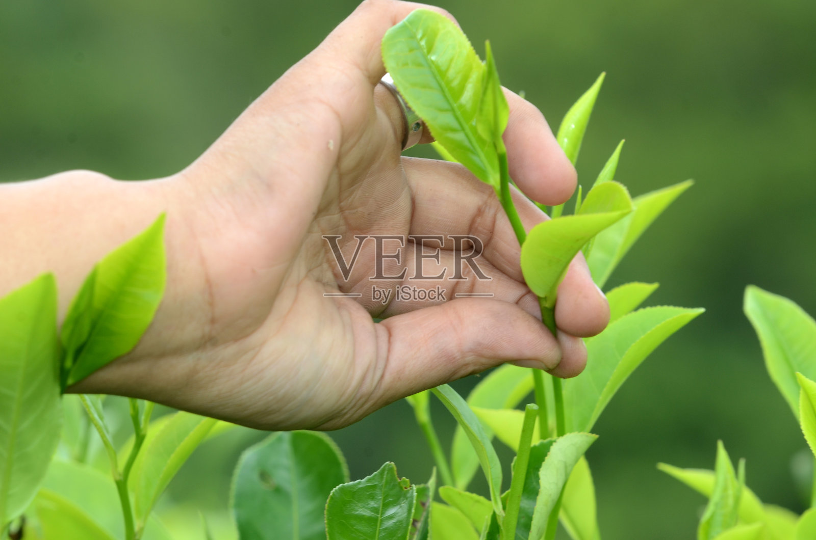 手工采摘茶叶的细节照片摄影图片