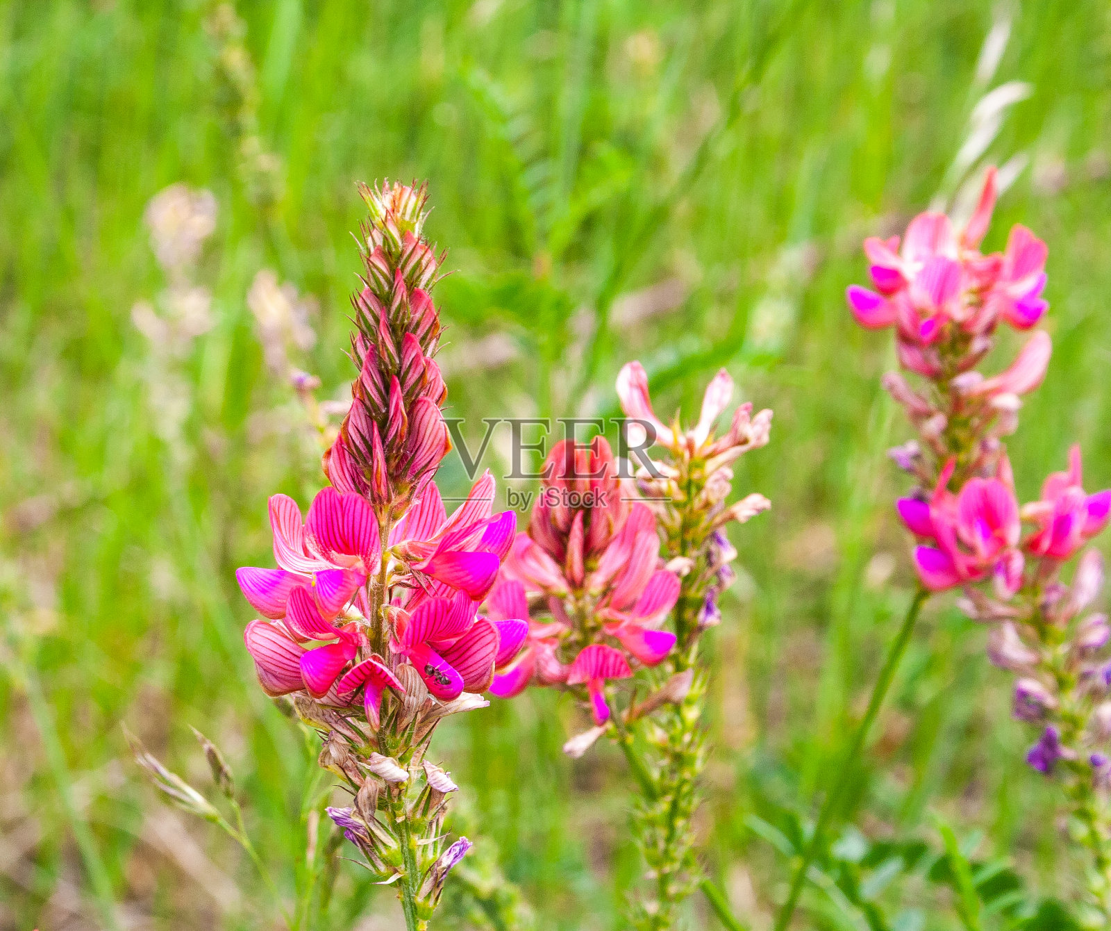 狮子嘴照片摄影图片