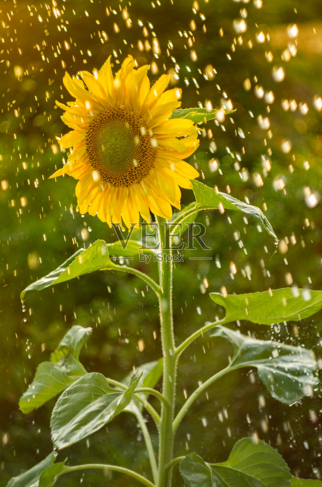 黄色的向日葵有很多水滴。照片摄影图片