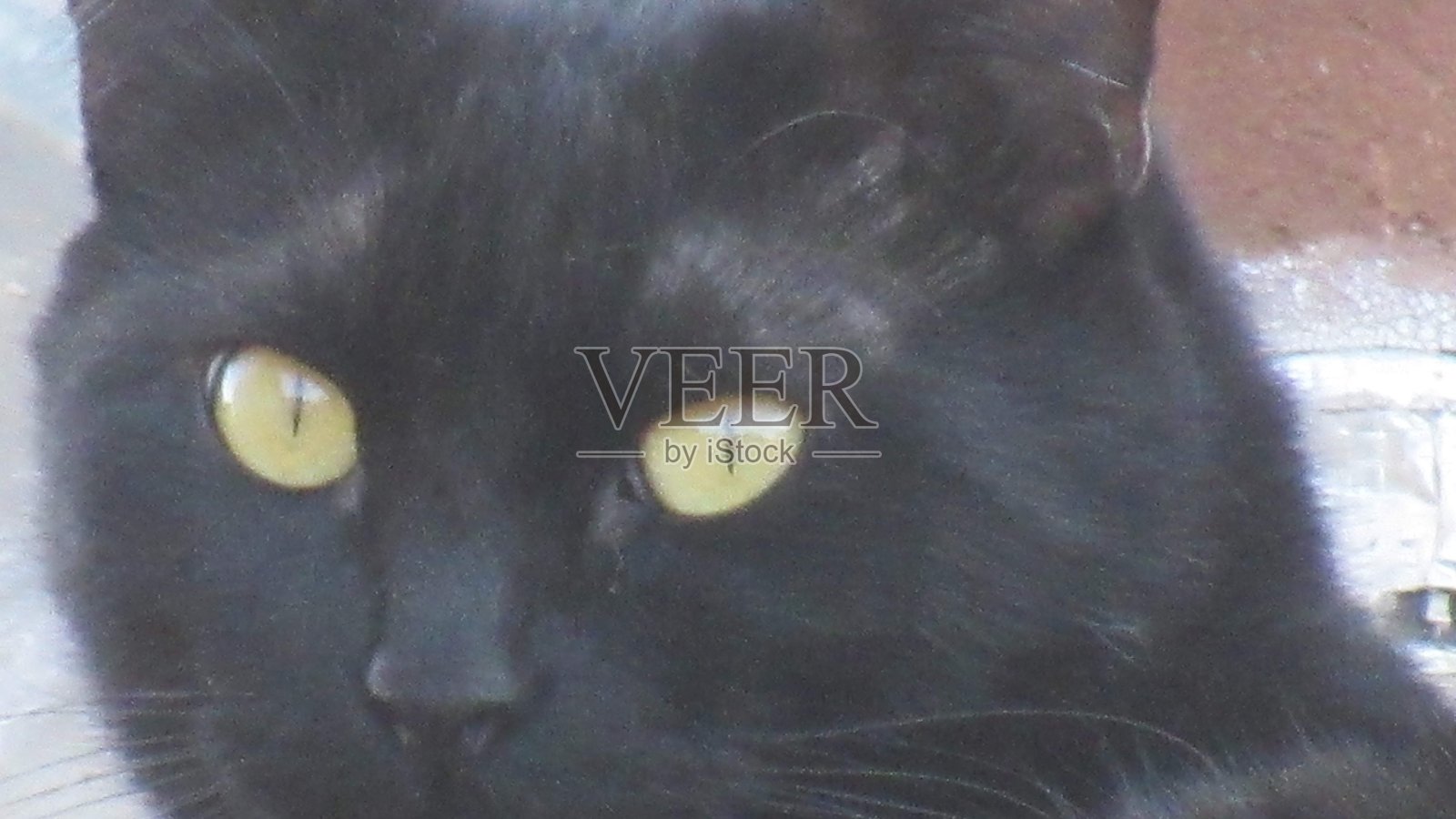 黑色的猫照片摄影图片