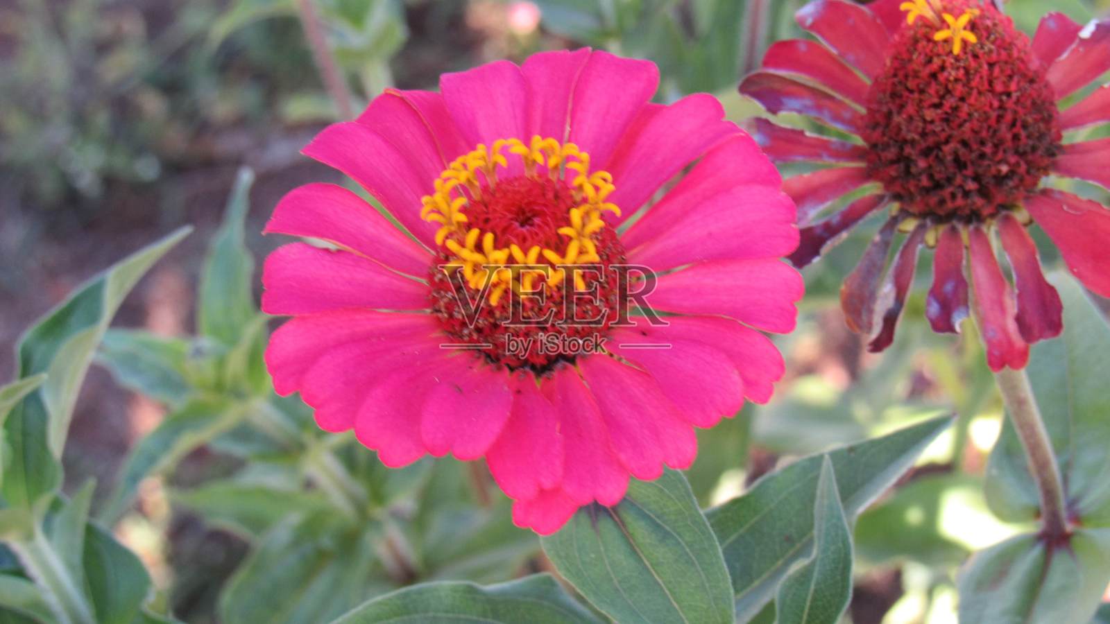 漂亮的鲜花照片摄影图片