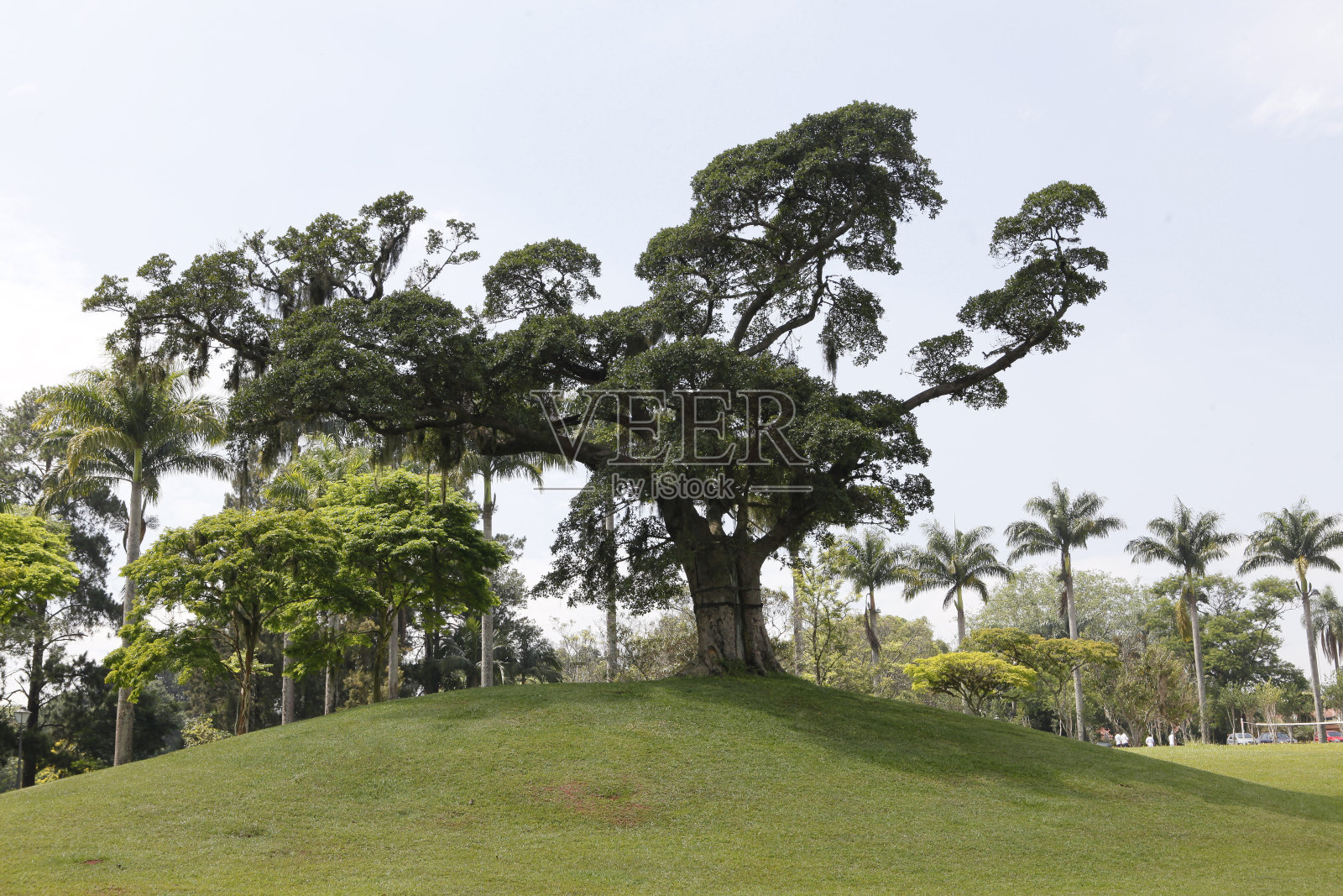 树照片摄影图片