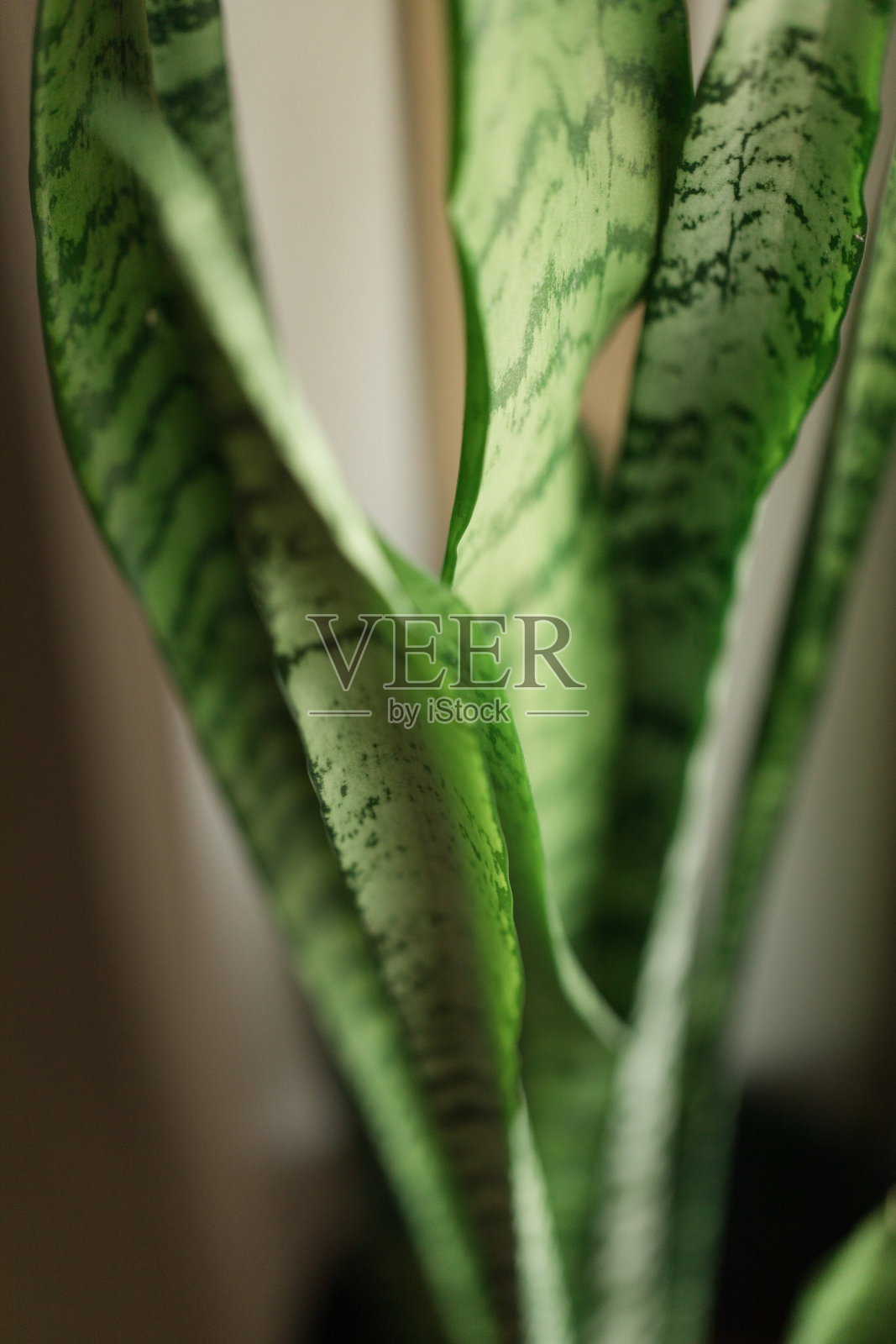 金边虎尾兰照片摄影图片