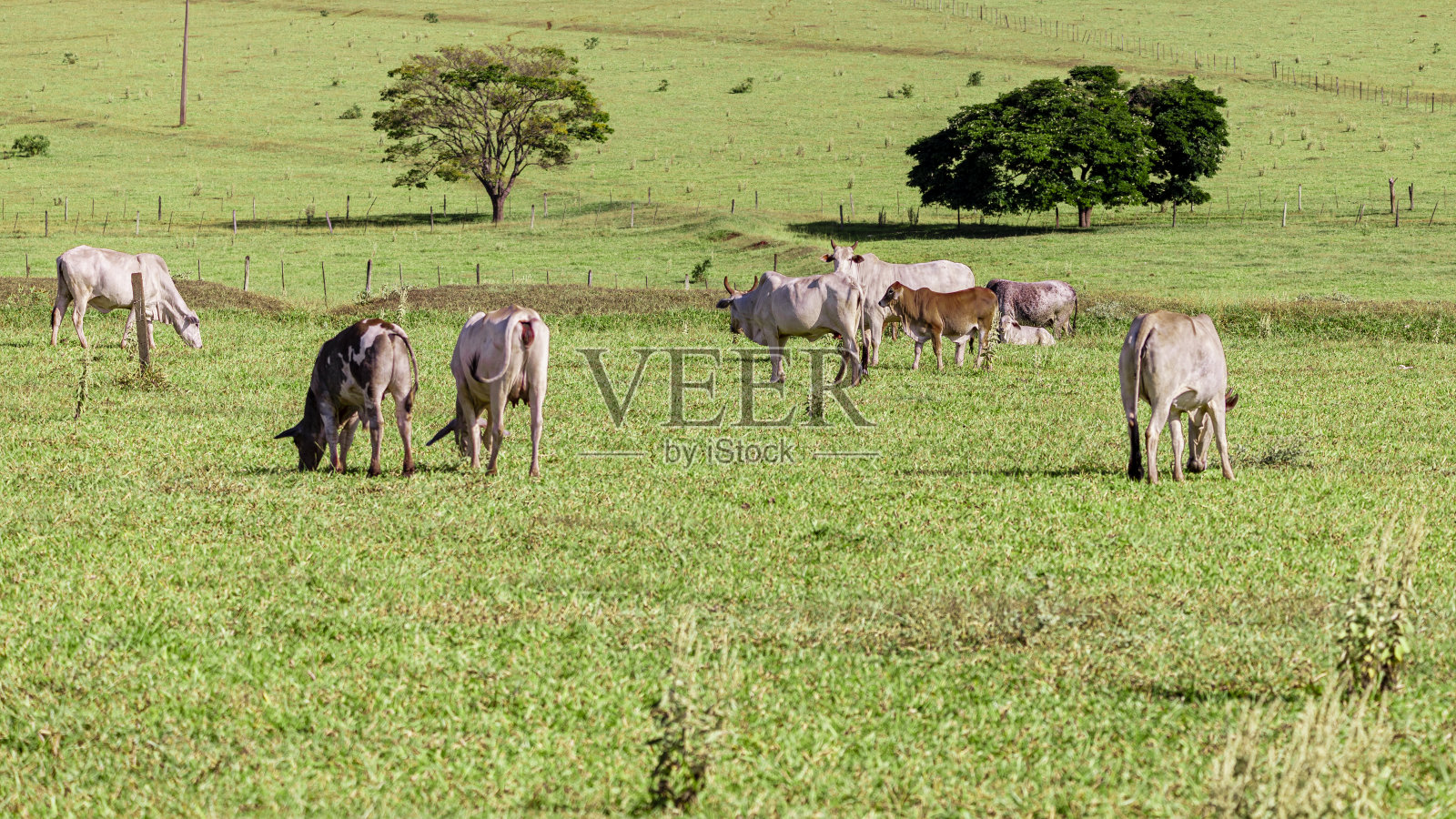 在一个阳光明媚的日子里,牛群在吃草。照片摄影图片