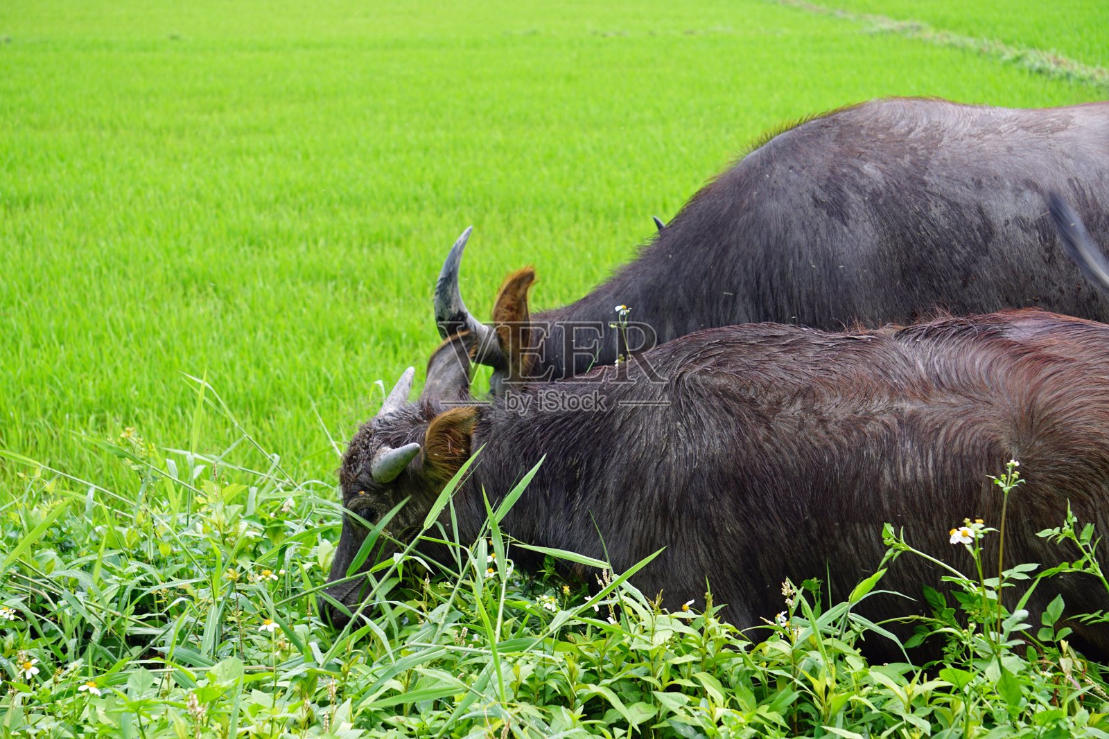 亚洲景观照片摄影图片