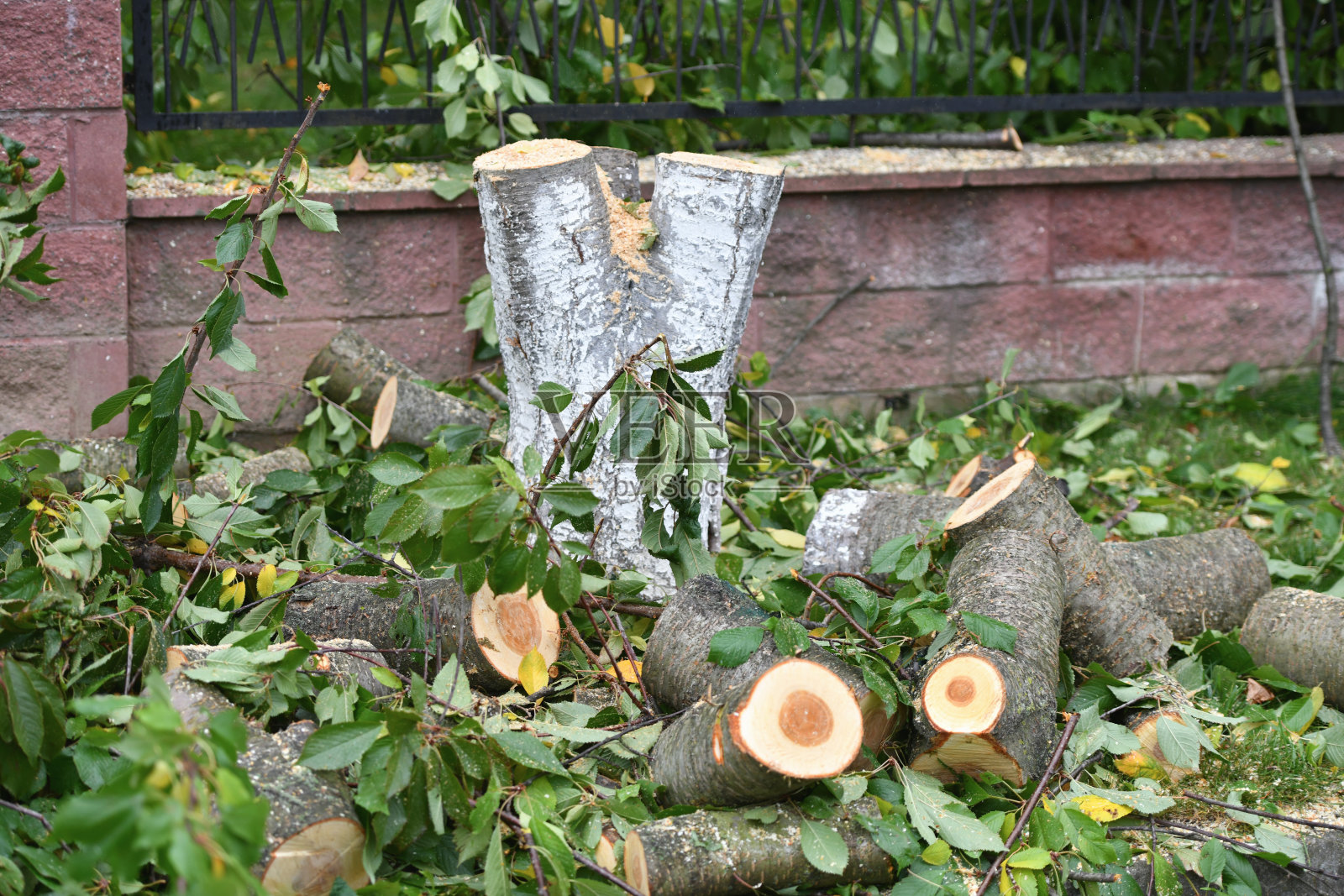 新的日志。特写镜头。新鲜的柴火。生态森林。新鲜锯过的原木和树桩。日志柴火。新鲜锯过的原木和带有年轮的树桩。减少纹理。周围有树枝、薄片和树根照片摄影图片