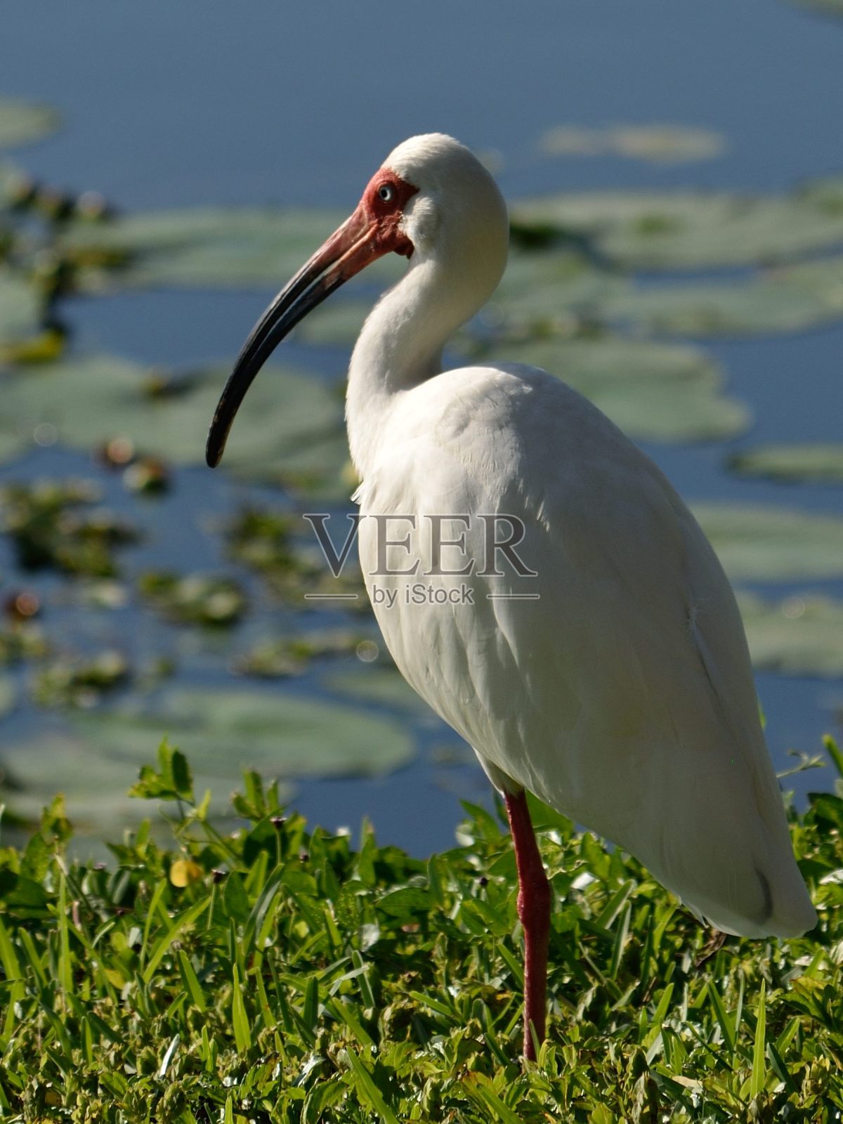 宜必思湖照片摄影图片