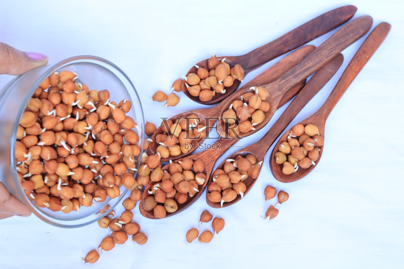 新鲜发芽的鹰嘴豆在白色的背景照片摄影图片