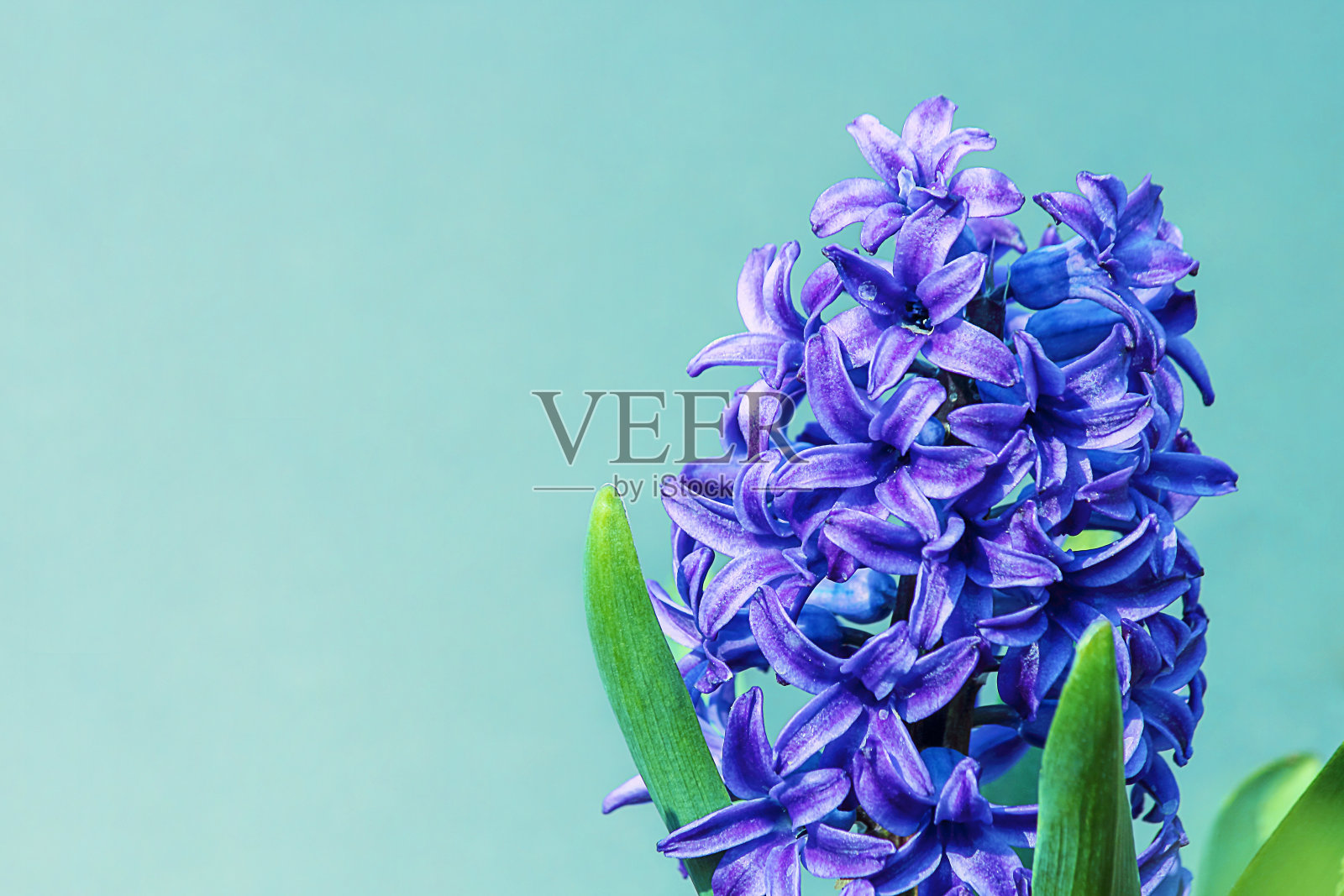 风信子的花在蓝色的背景。蓝色(卡内基)风信子。你好,春天。选择聚焦,特写。照片摄影图片