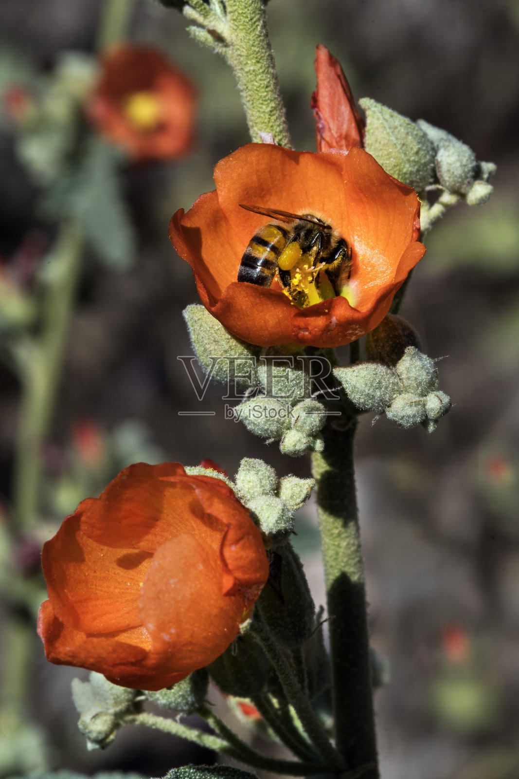 全球锦葵照片摄影图片