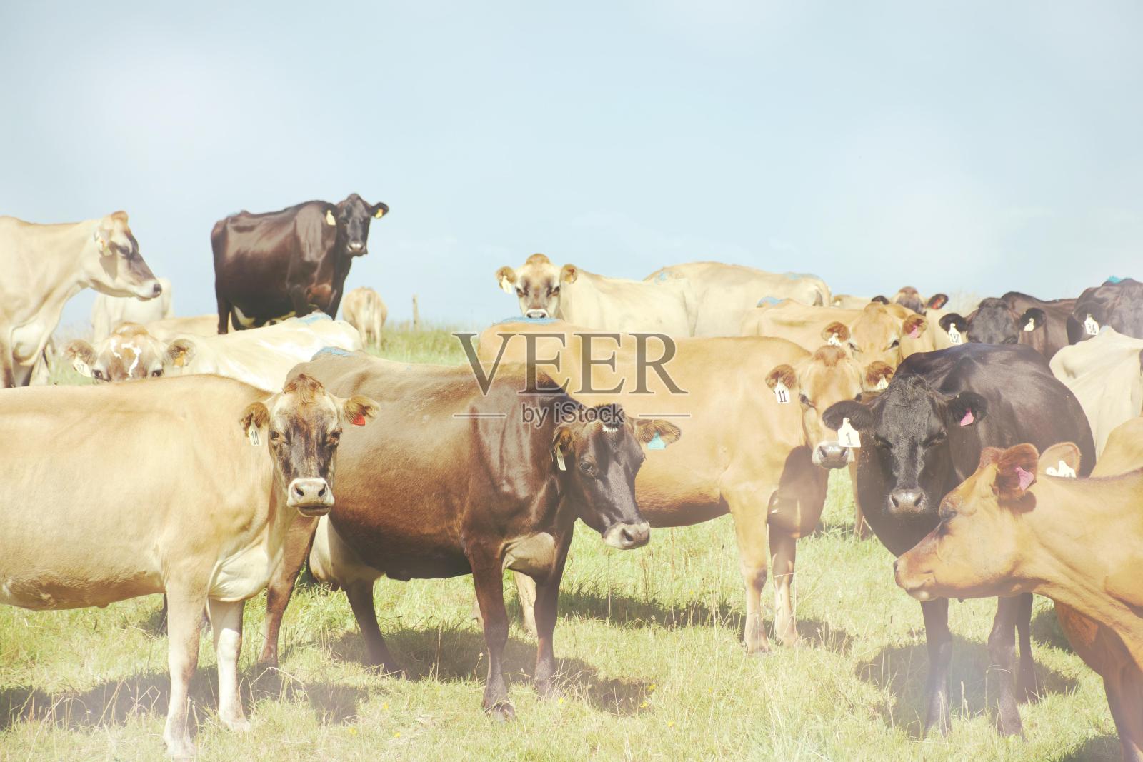 直到母牛回家-奶牛在农村的场景照片摄影图片