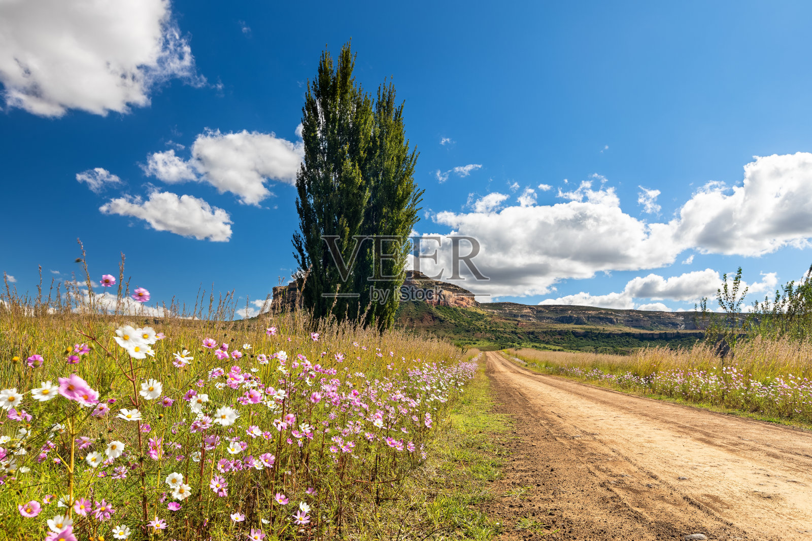 秋色白杨树排列在土路的一边,盛开着宇宙般的花朵照片摄影图片