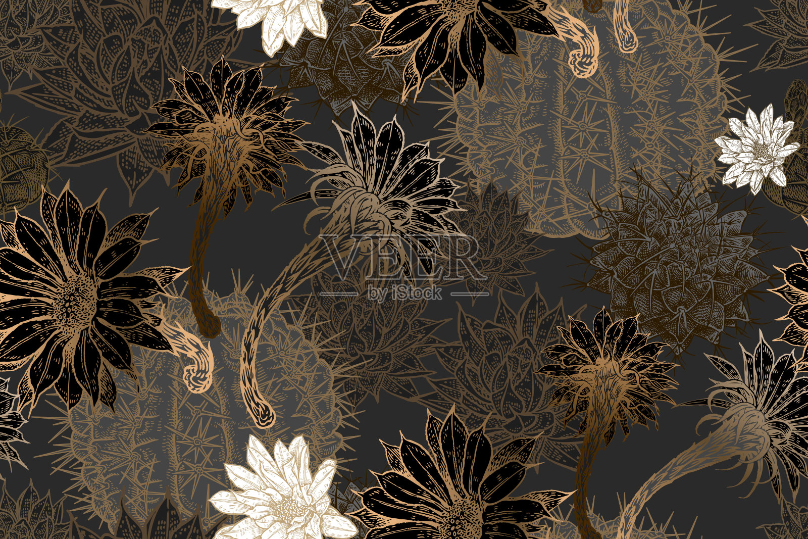 异国情调的无缝模式。盛开的仙人掌。金色,黑色和白色插画图片素材