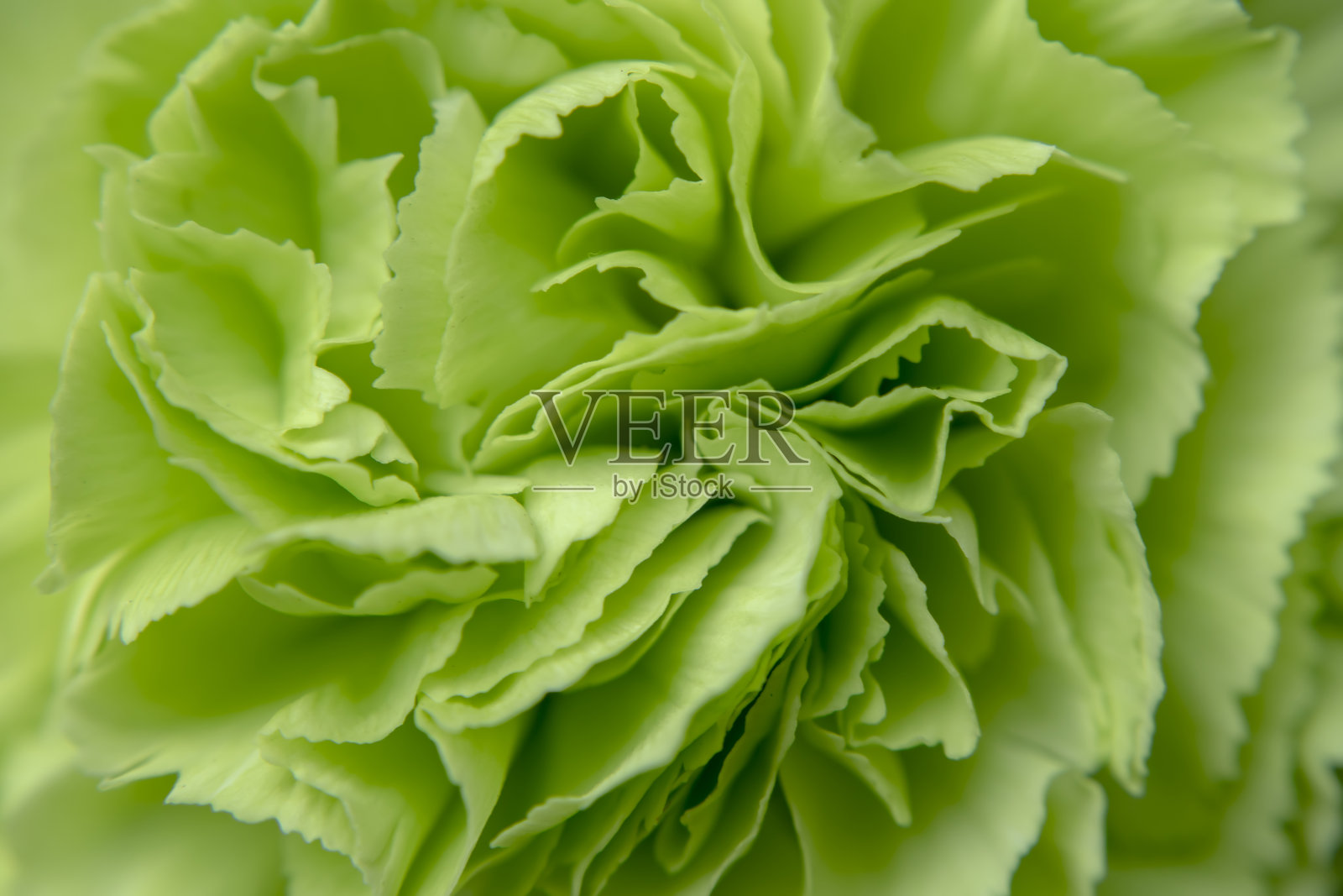 近处的绿色康乃馨-丁香花背景照片摄影图片