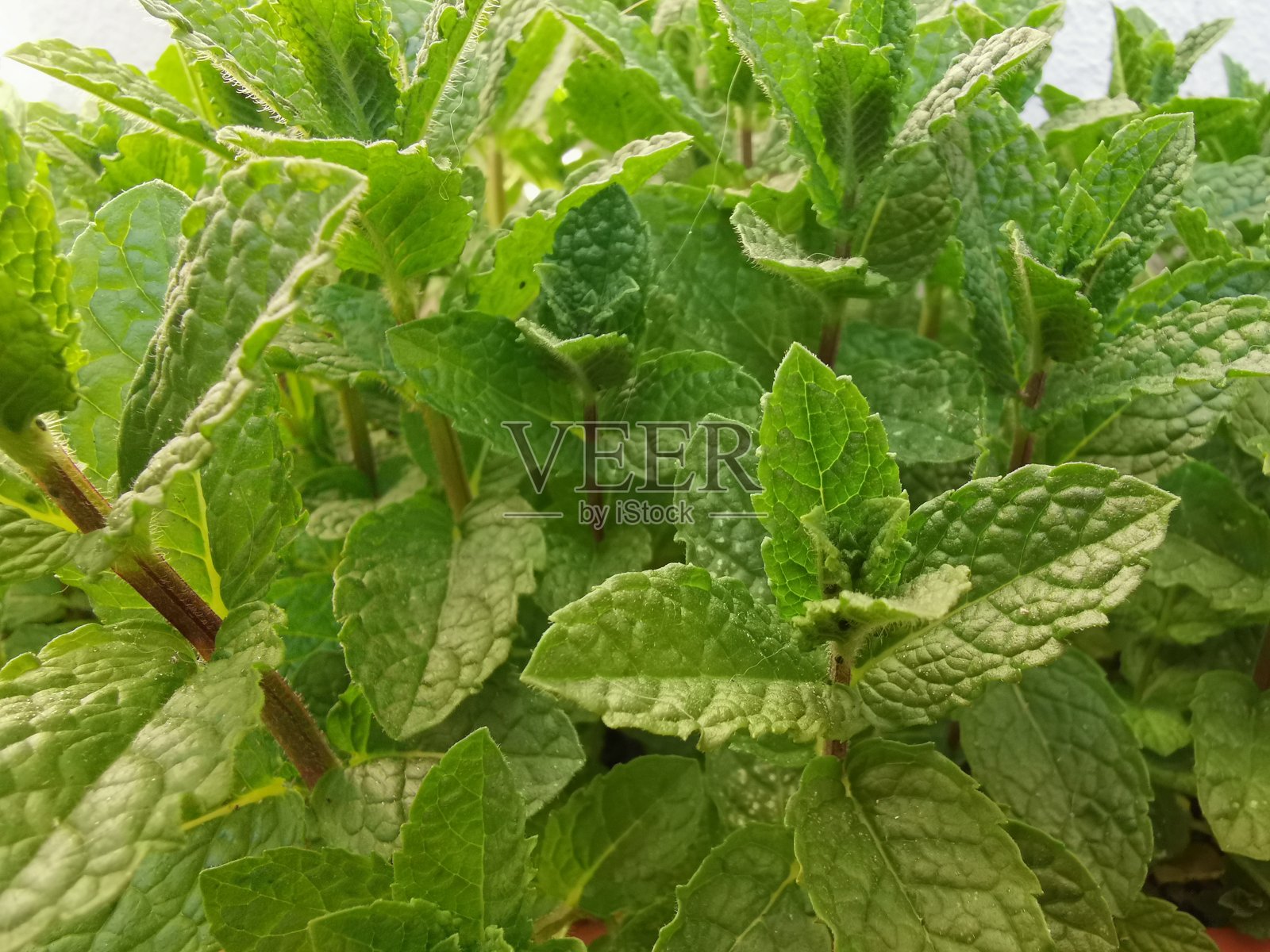 薄荷树的叶子和花朵在自然的绿色背景下照片摄影图片