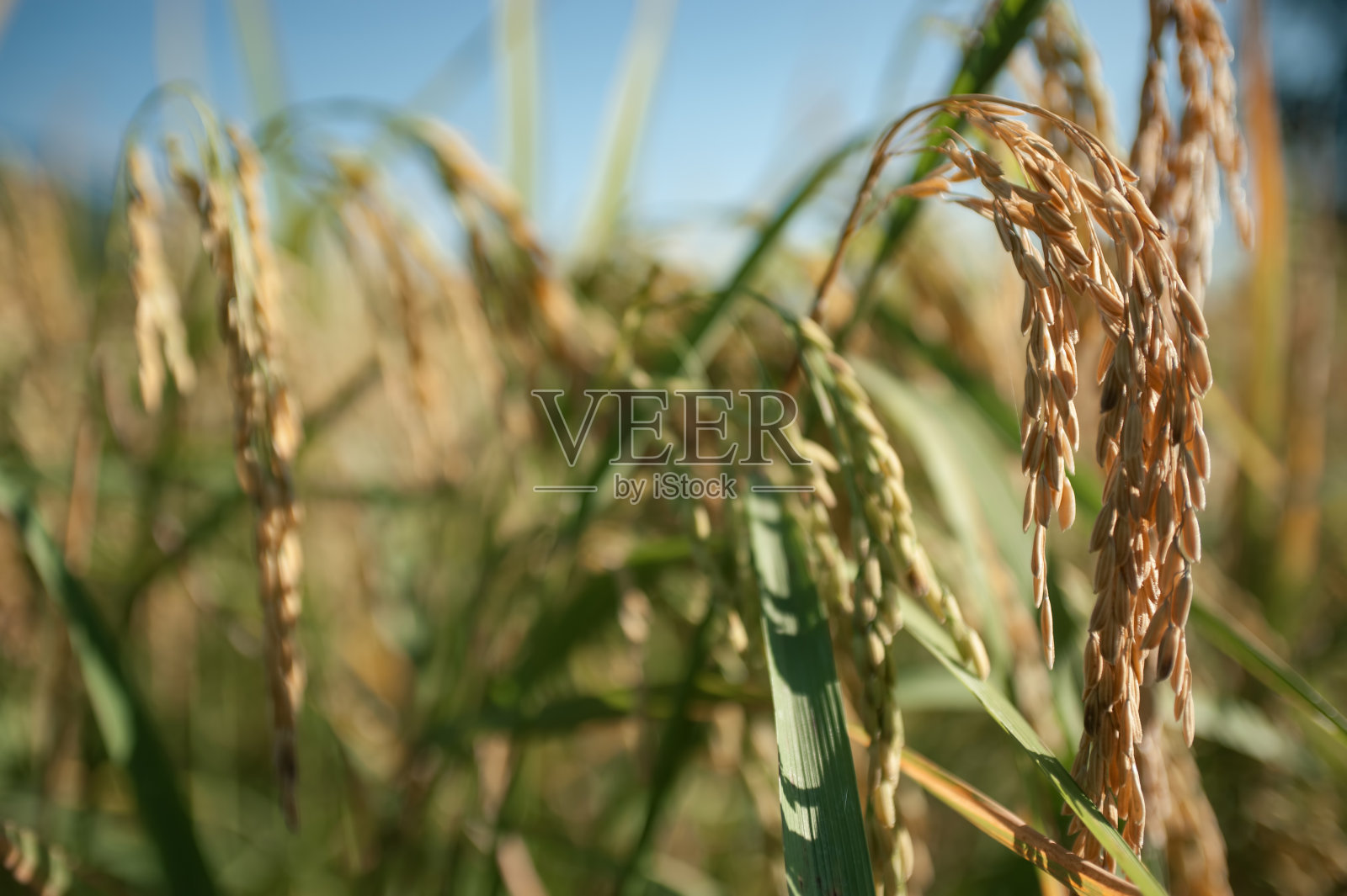 金色稻田的特写照片照片摄影图片