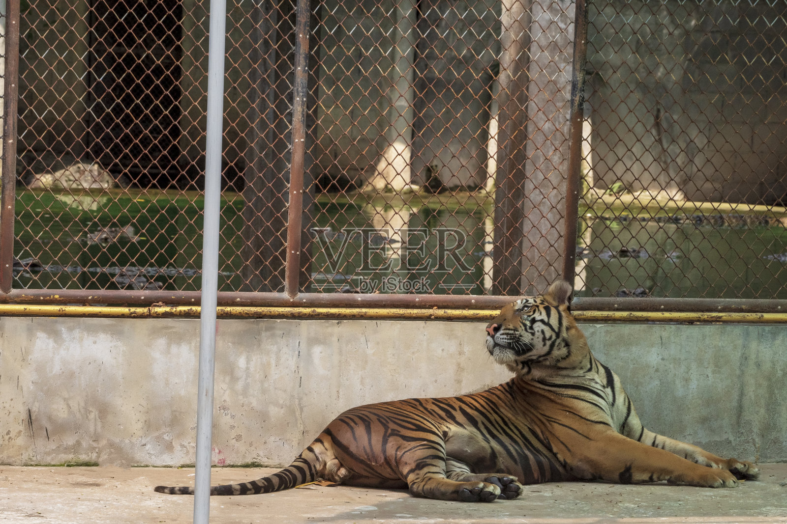 这只不自然生活的雄虎躺在水泥地上,摆出各种姿势。照片摄影图片