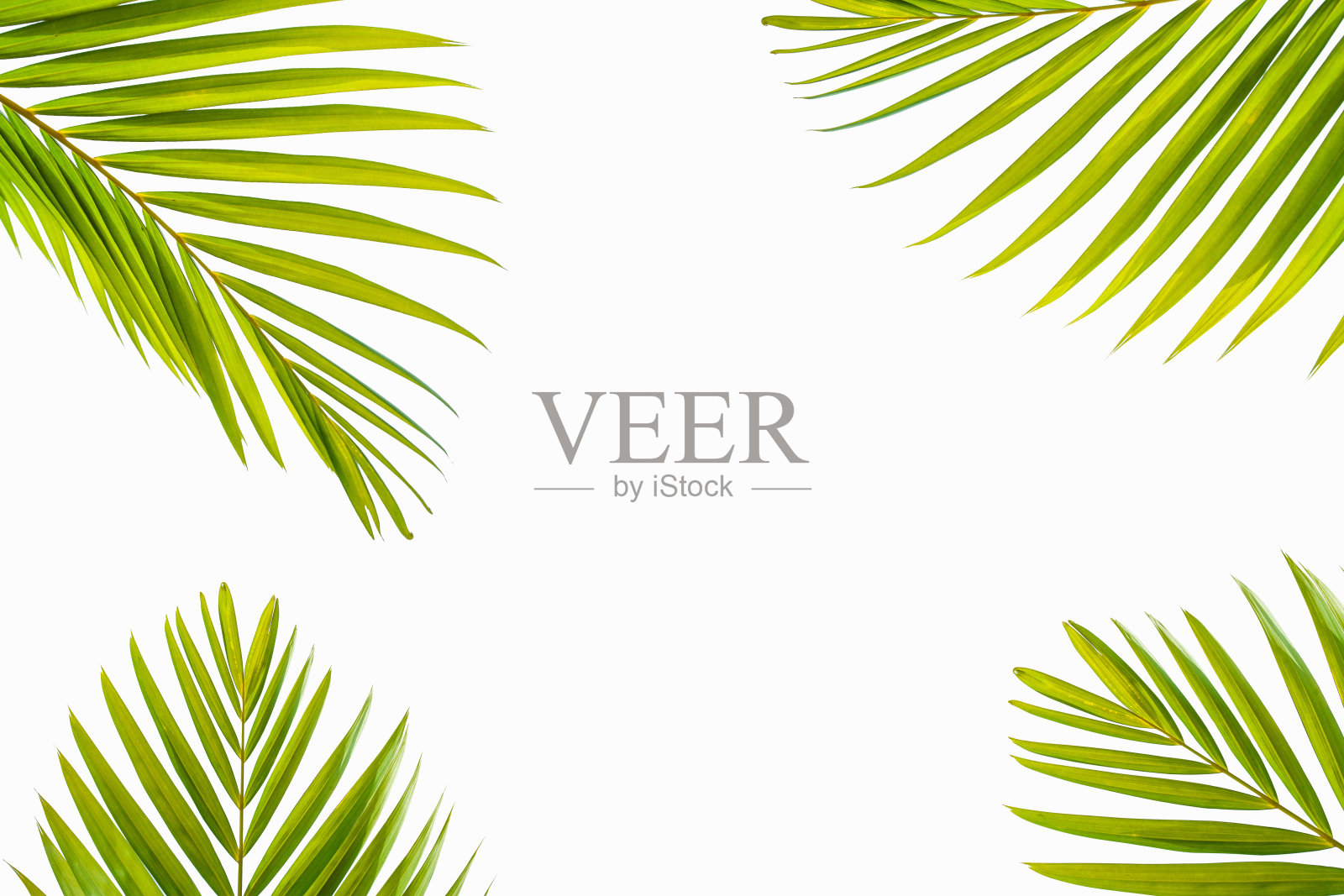 在白色背景上孤立的热带椰子棕榈叶照片摄影图片