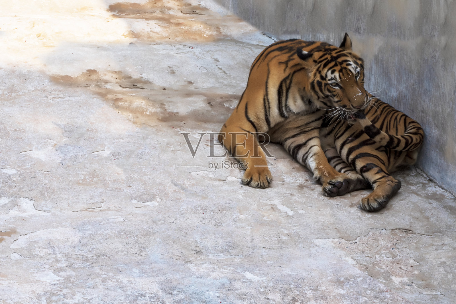 老虎,男,躺在水泥地板上放松。照片摄影图片