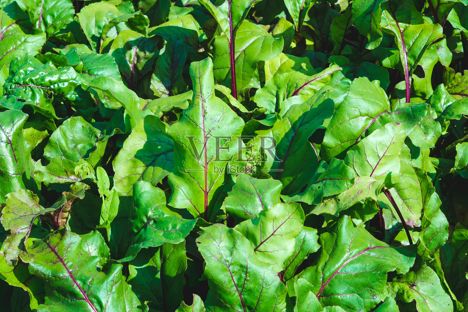 绿色甜菜叶特写。种植有机蔬菜照片摄影图片